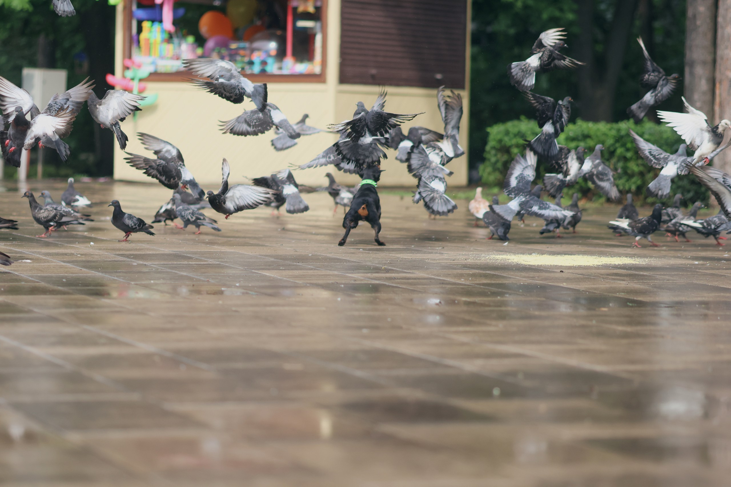 Четыре Лапы. Свадебный и репортажный фотограф Дмитрий Кононенко