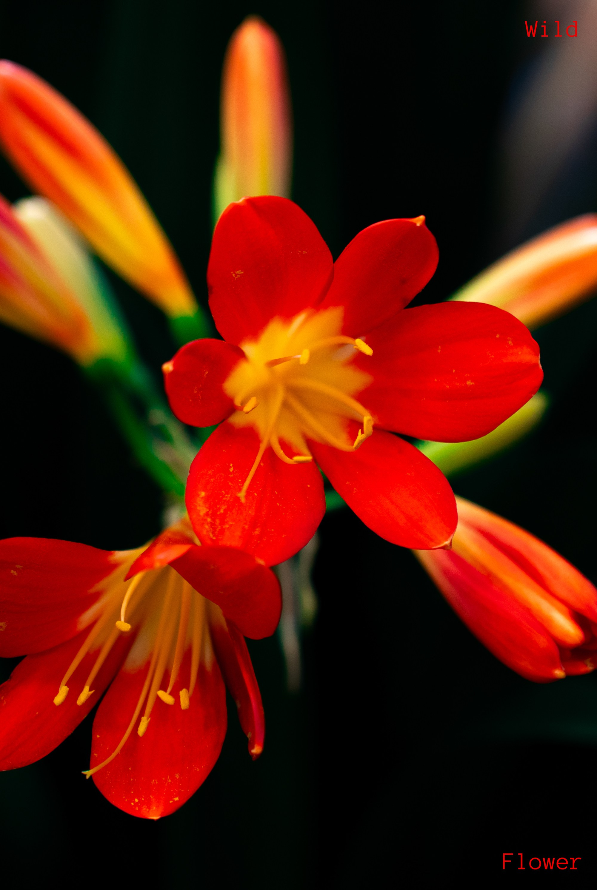 Графика. Eyecatcher Production