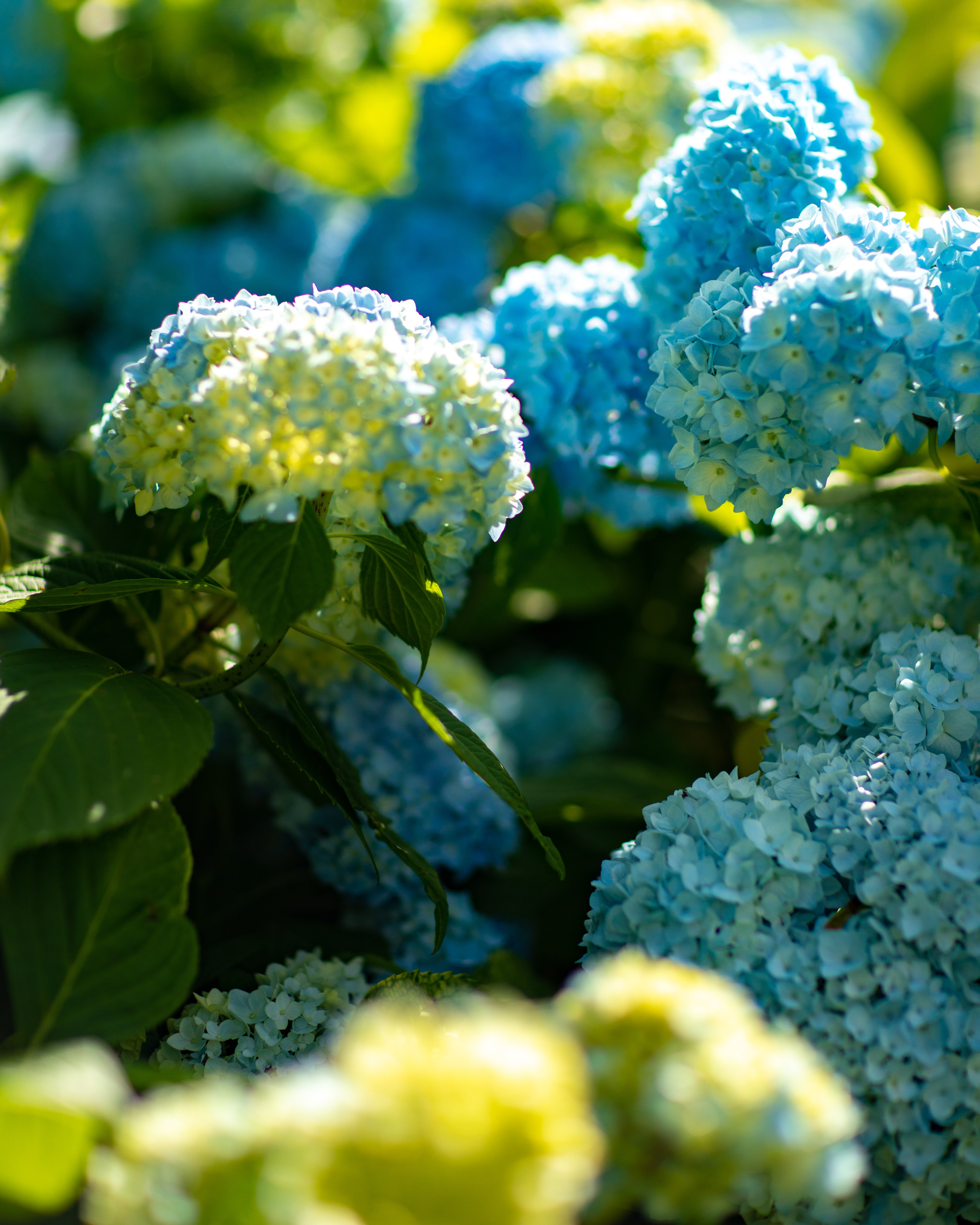 АБХАЗИЯ. Фотограф Севастополь/Крым Светлана Евтушенко