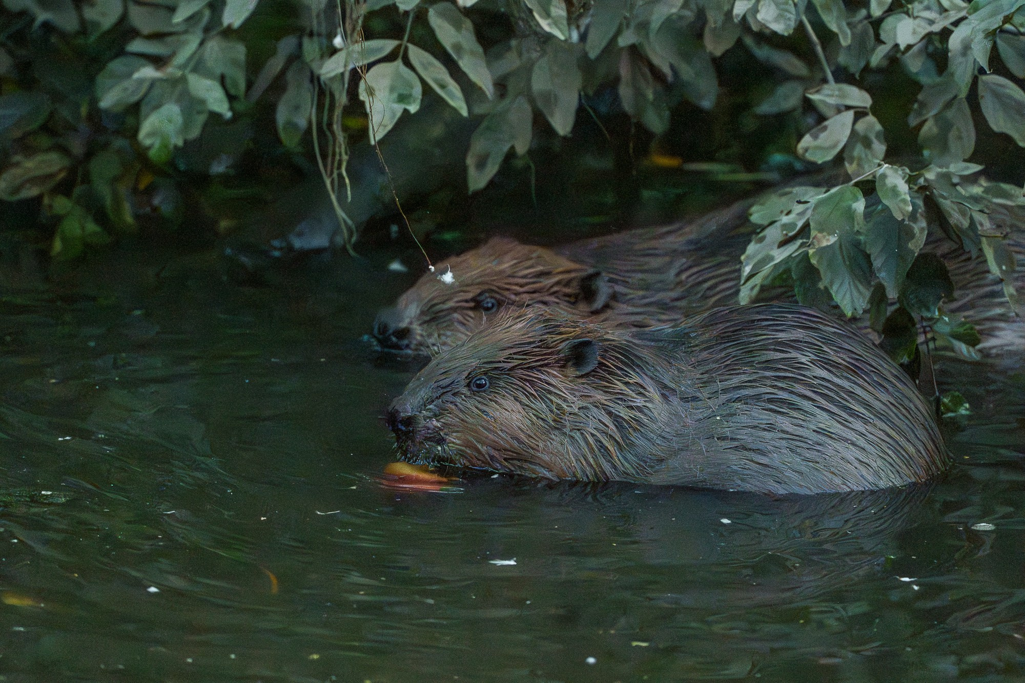 Животные. Ваш личный фотограф Марина Волкова