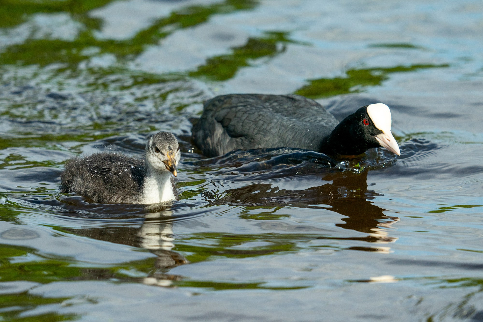 Удивительные мир птиц. Вокруг нас столько прекрасного — присмотритесь!. Ваш личный фотограф Марина Волкова