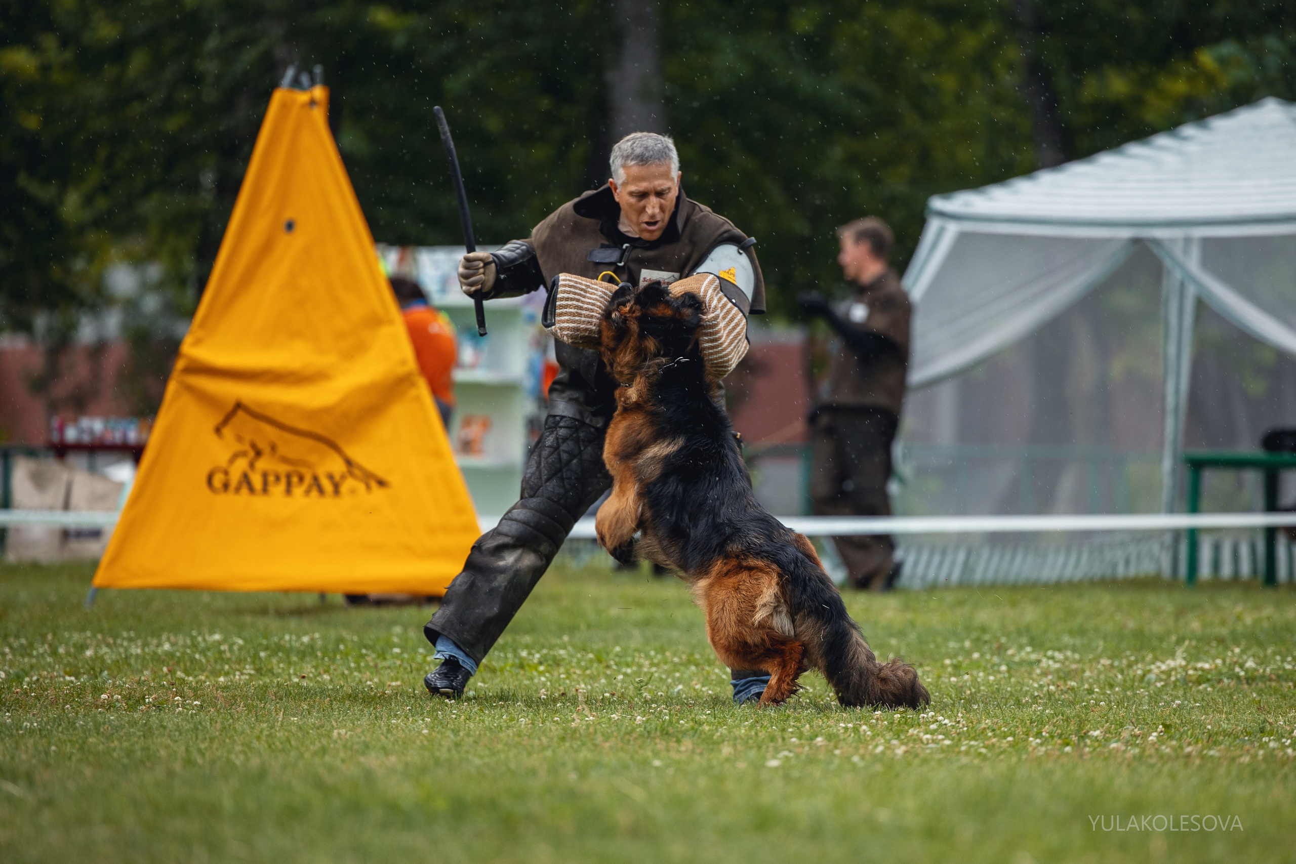 6.07.2024 Выставка немецких овчарок г. Тюмень. YULA KOLESOVA | Фотограф — Анималист | Художник | Тюмень