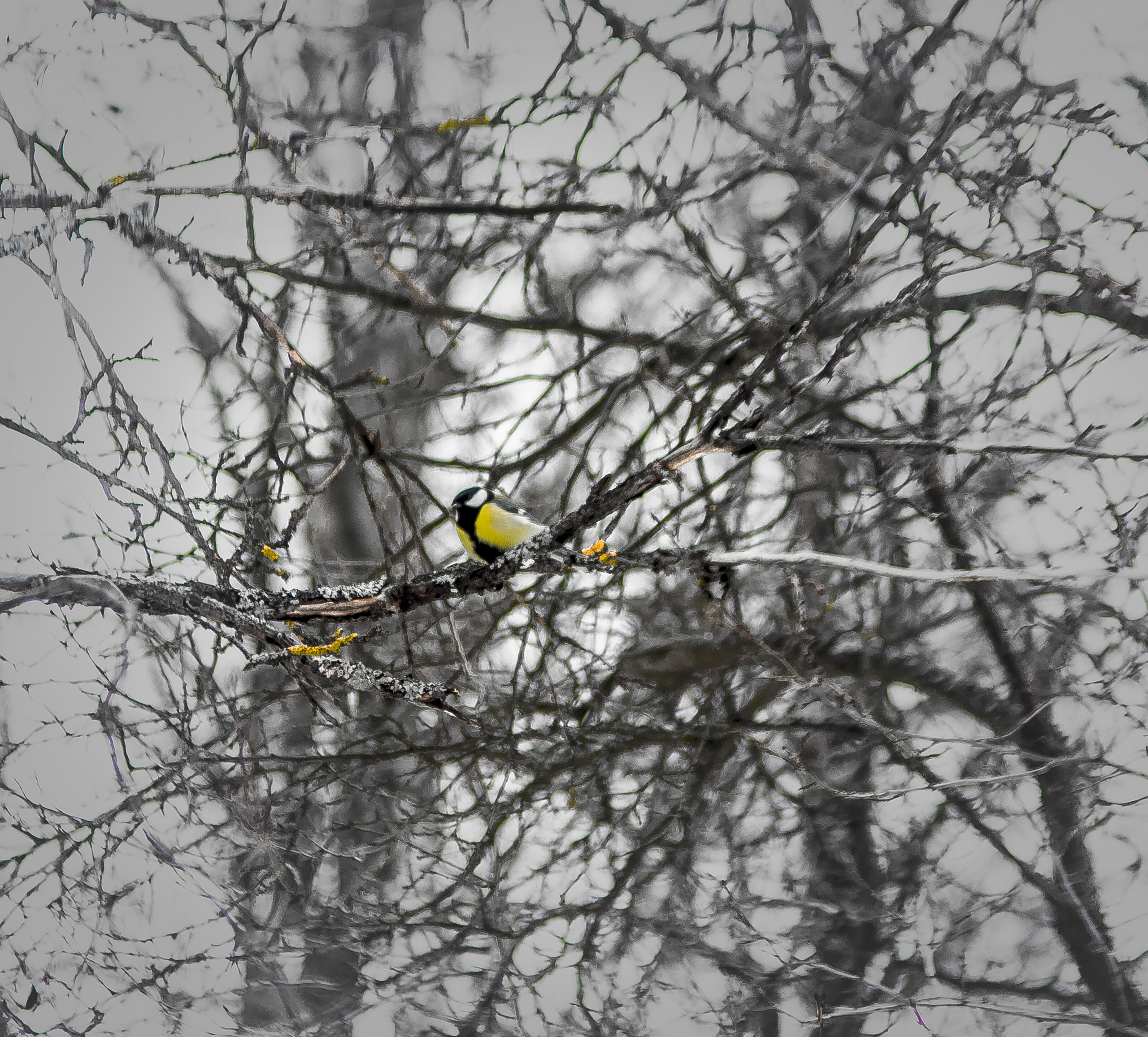 Животные. Обо всём