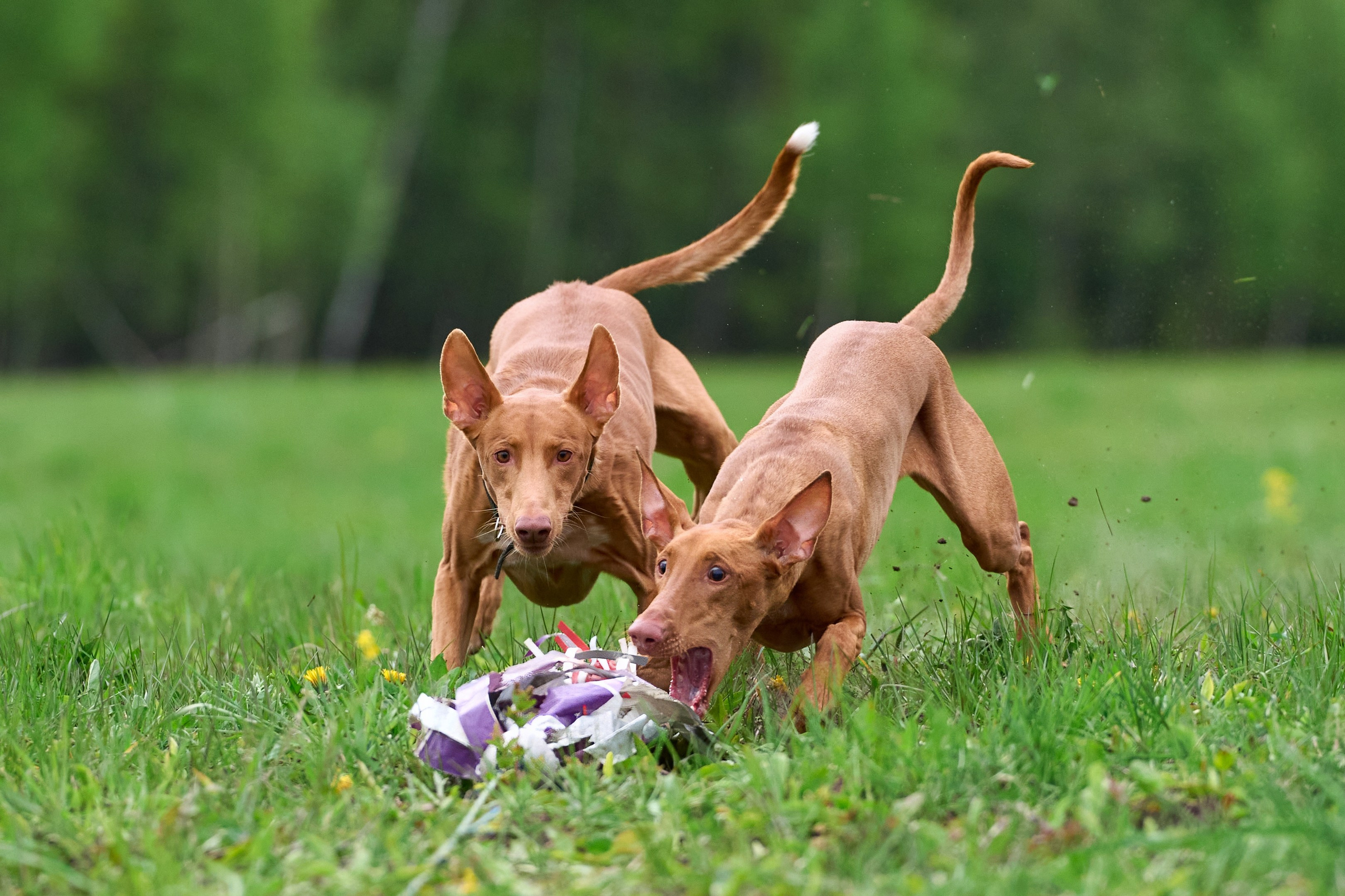 Тренировка по курсингу Донино. Фотограф-анималист Михаил Манухин