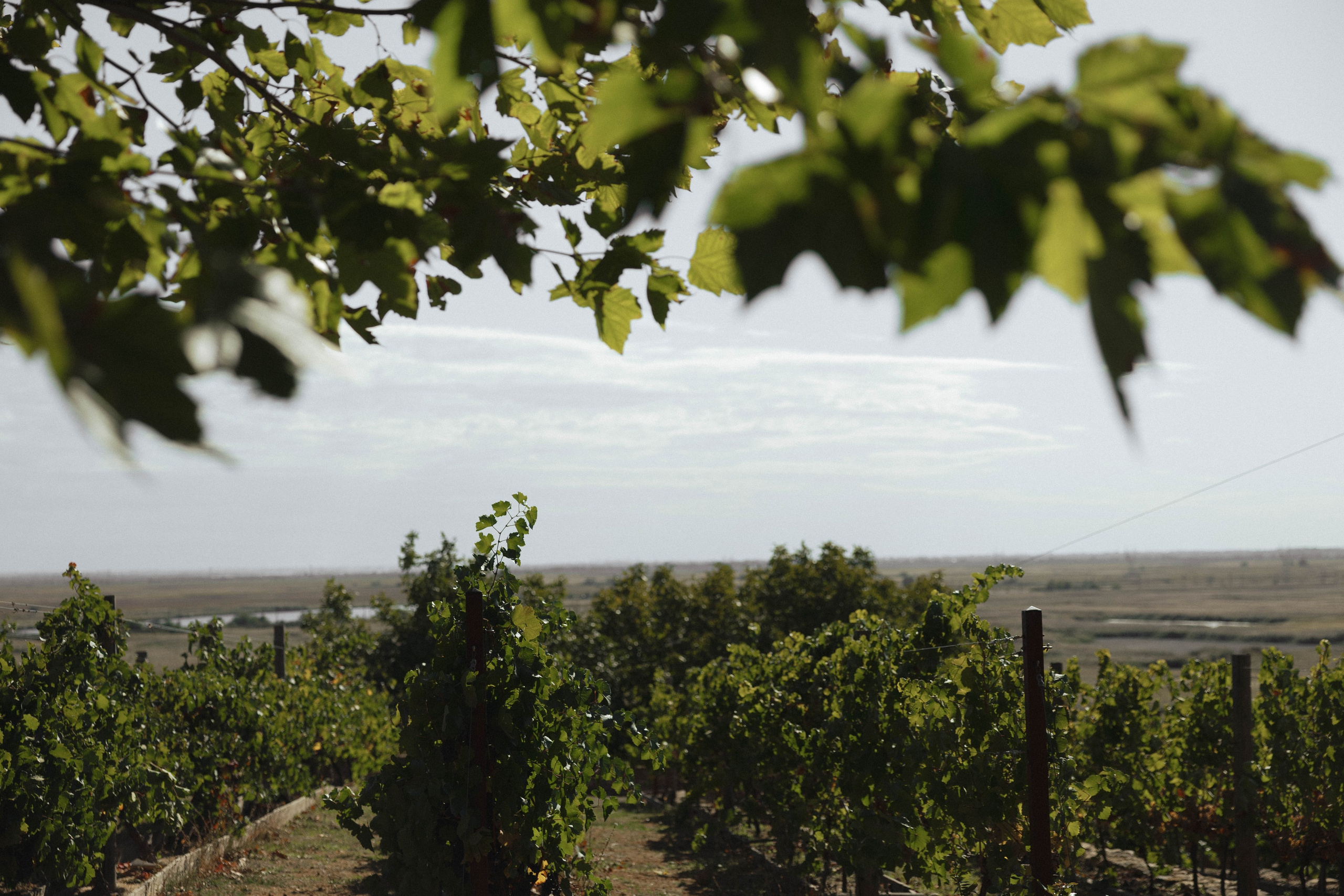 Анна&Никита. Свадебный фотограф в Ростове-на-Дону Виктория Трунова