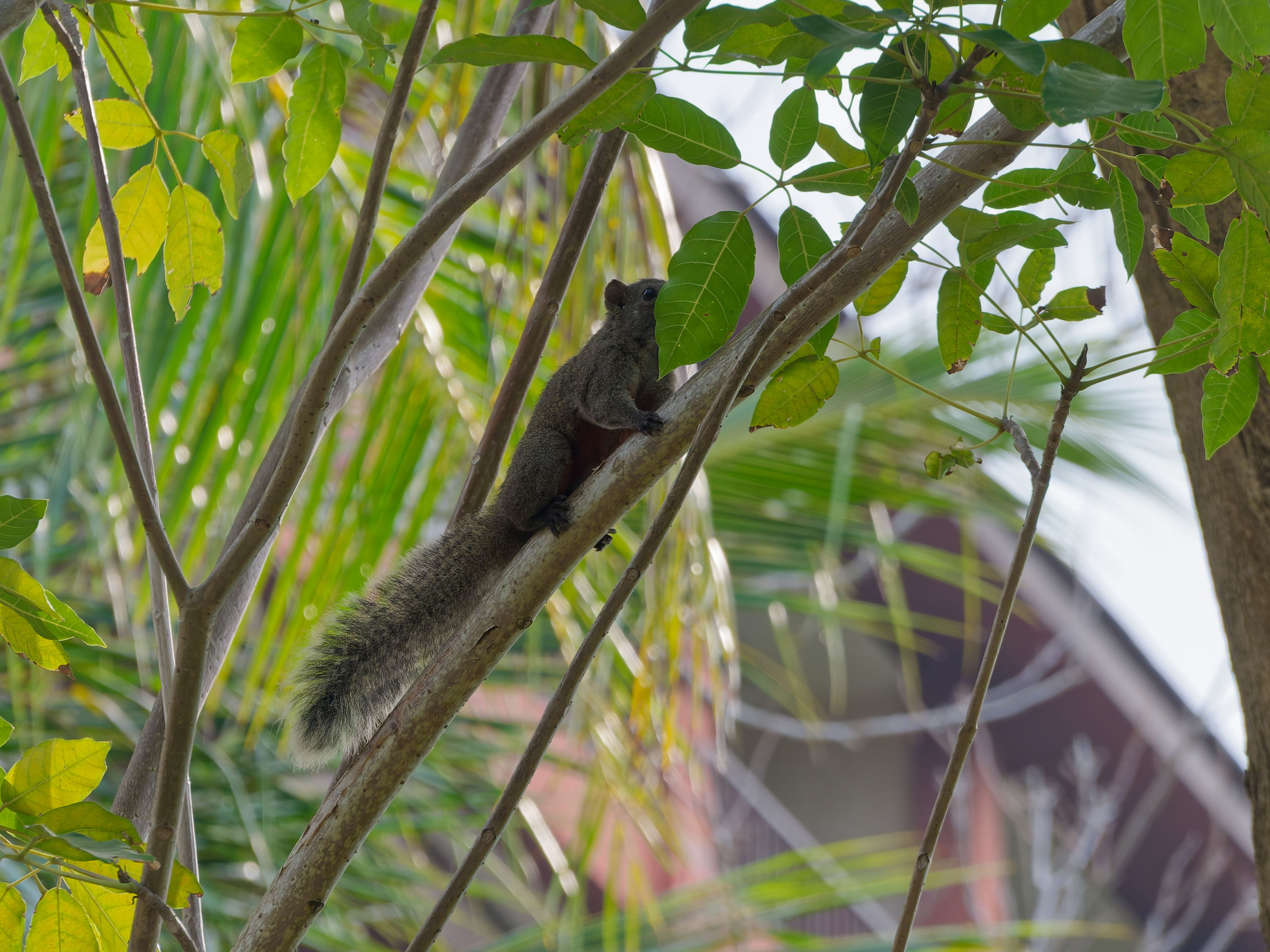 Хайнань 2026, белки. Фотопрогулки по Миру