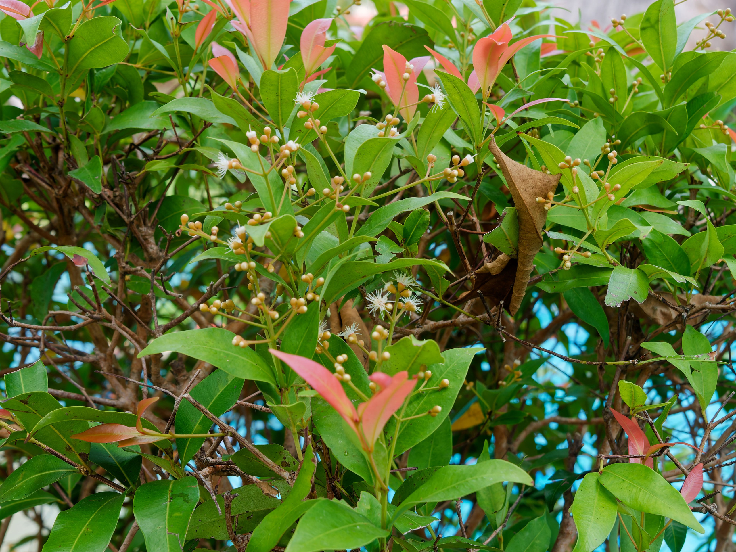 Хайнань 2026, отель «Stony Brook Villa Jianguo Resort Sanya 4*». Фотопрогулки по Миру