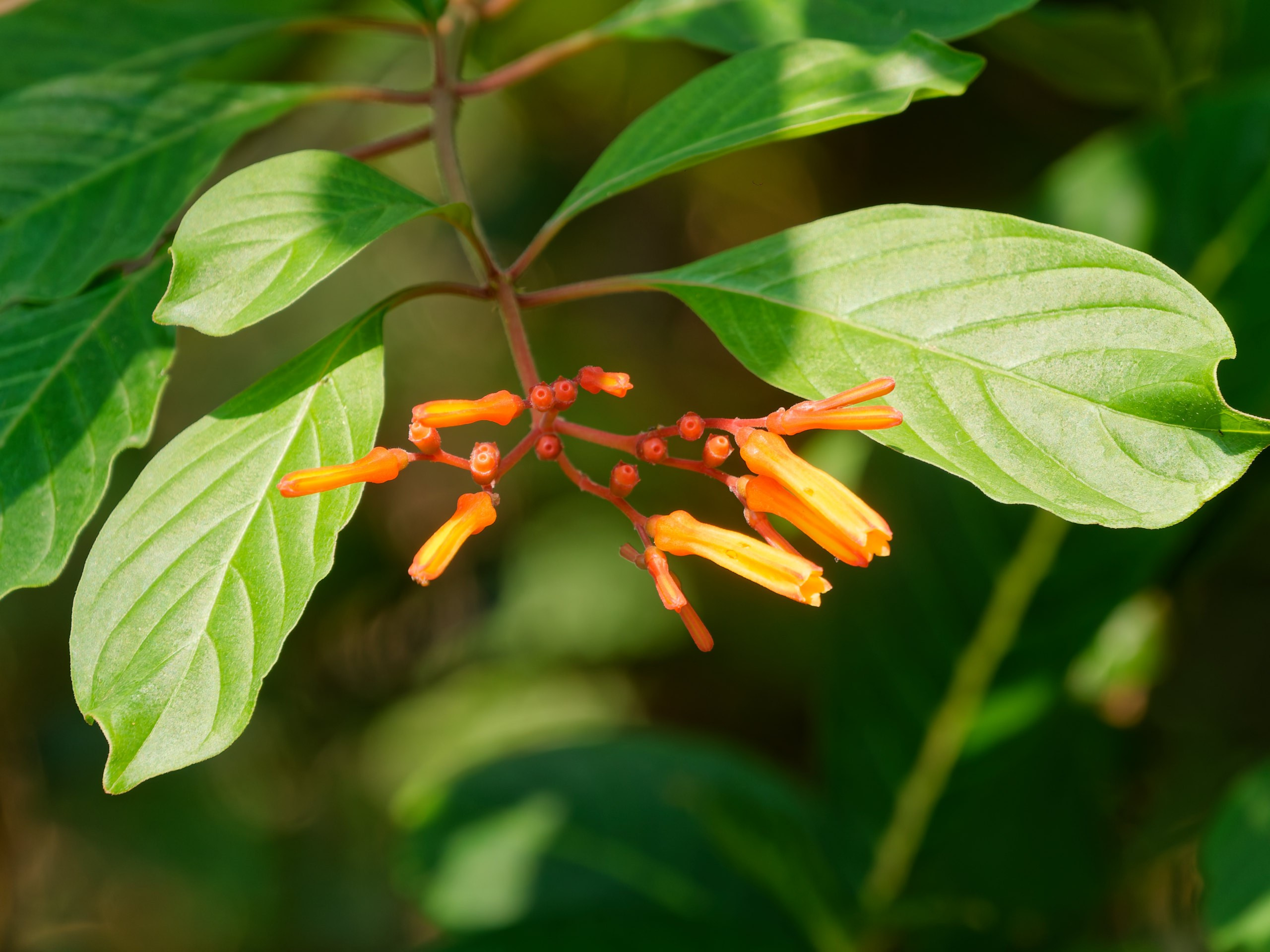 Хайнань 2026, флора, цветы и деревья. Фотопрогулки по Миру