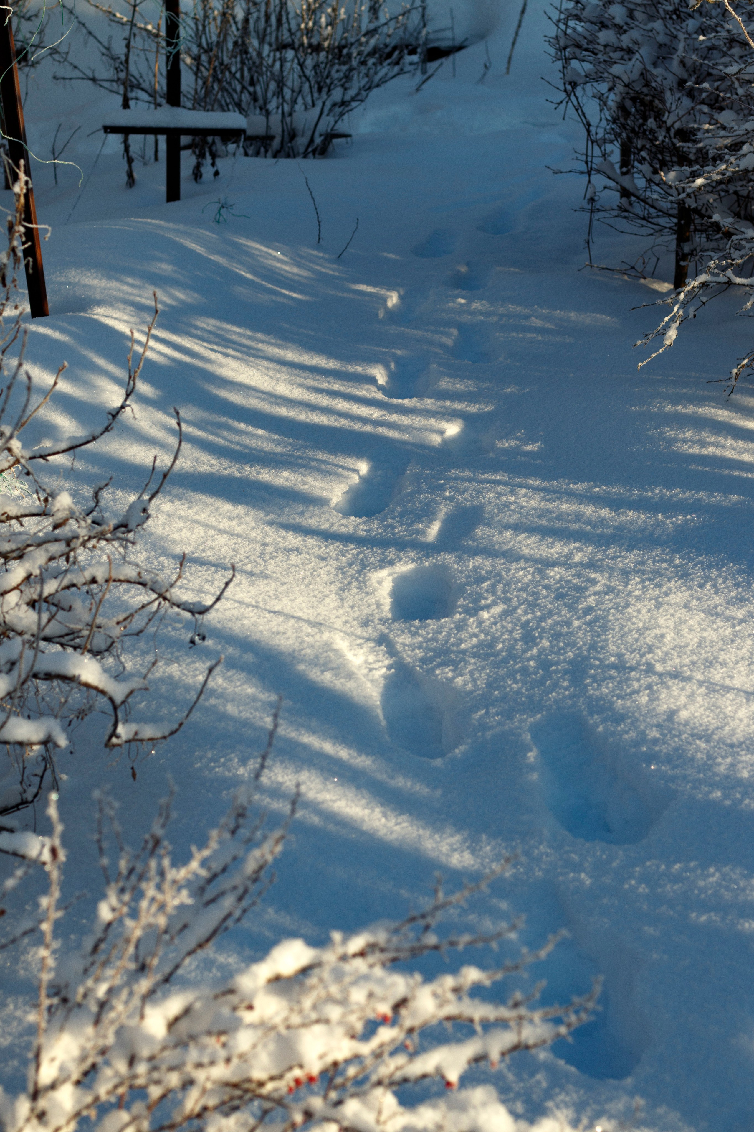 一月的花园 – 冬季静谧与脆弱自然摄影
