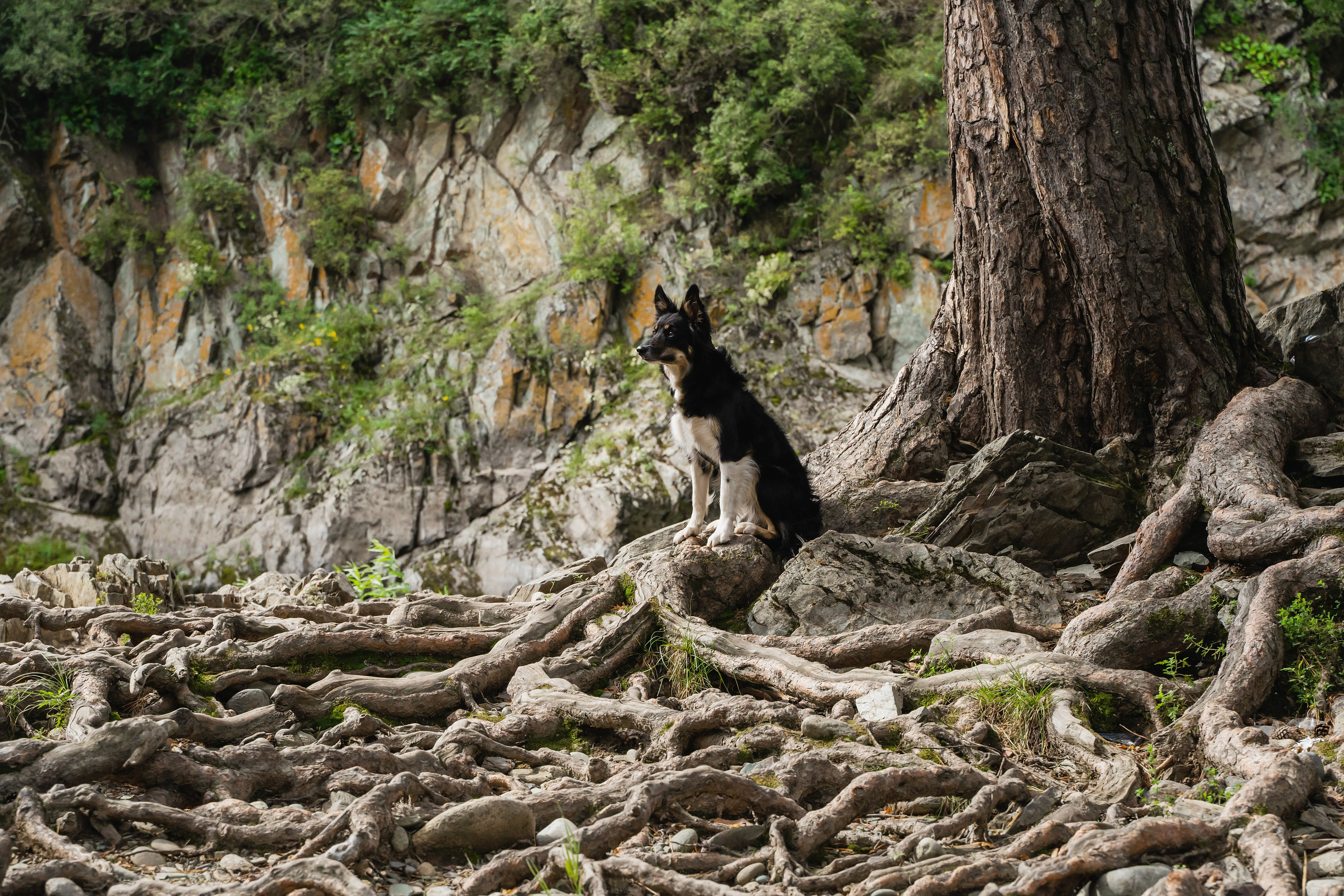 Фотограф-анималист в Красноярске Бец Юлия