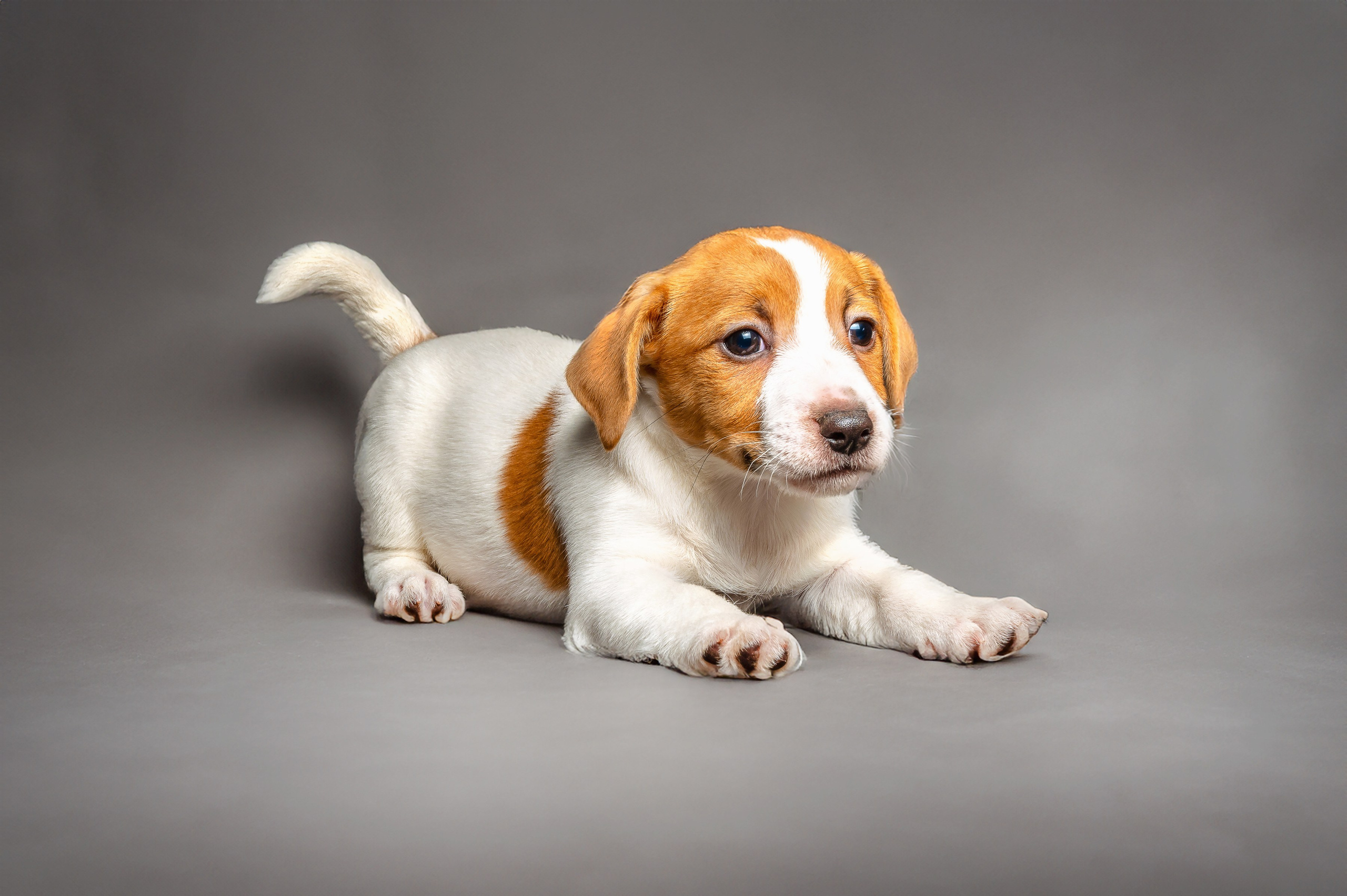 Питомцы. Экспресс-портрет, фото для сайтов и соцсетей