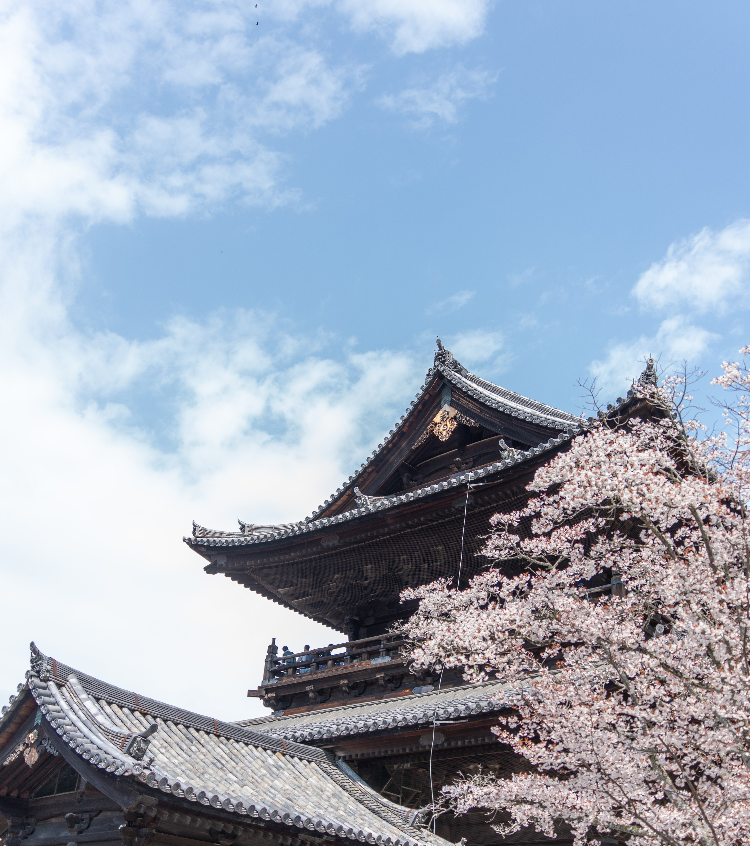 Япония, сакура. Творческие сьемки