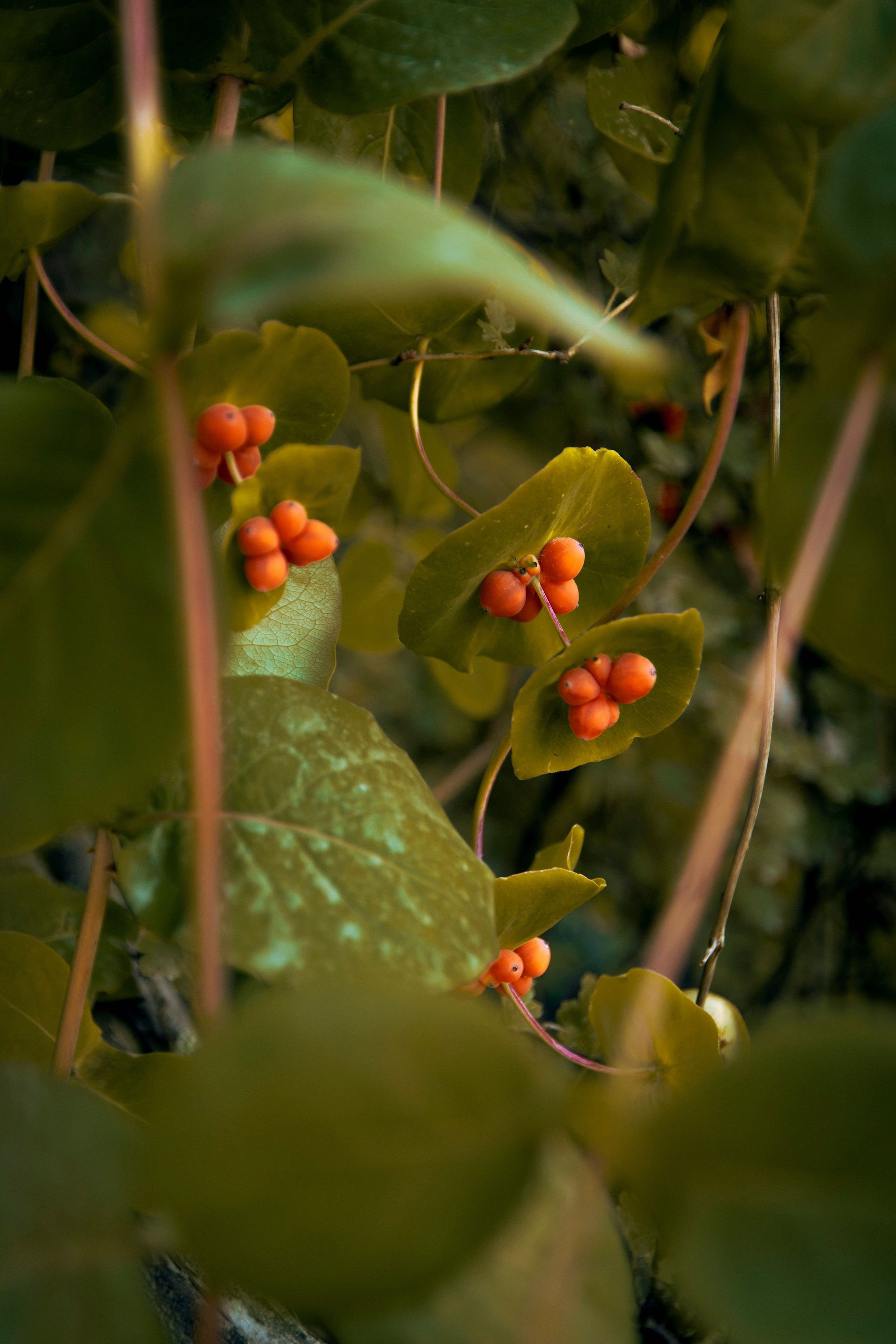 Из наблюдений. Плак или Квак