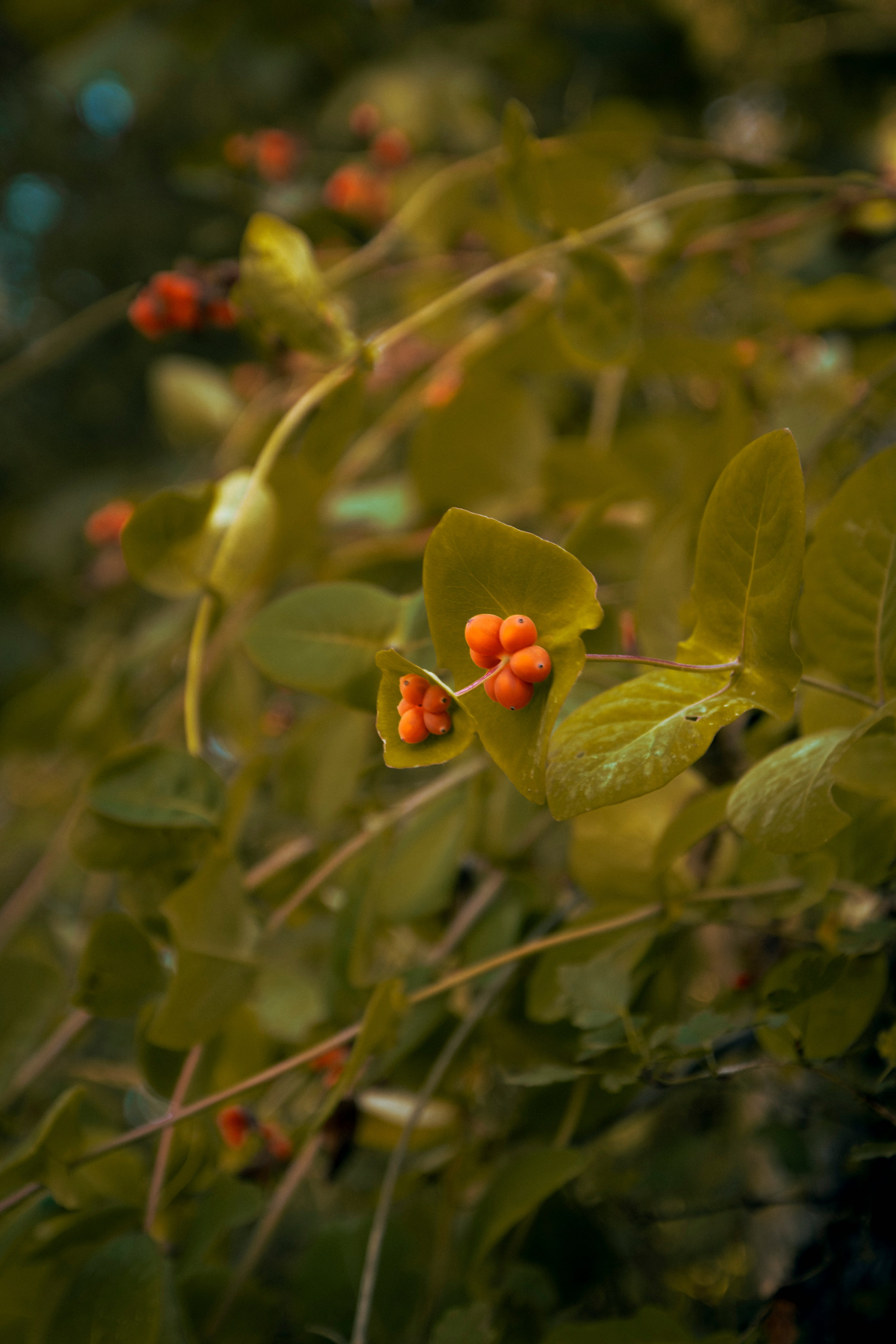 Из наблюдений. Плак или Квак