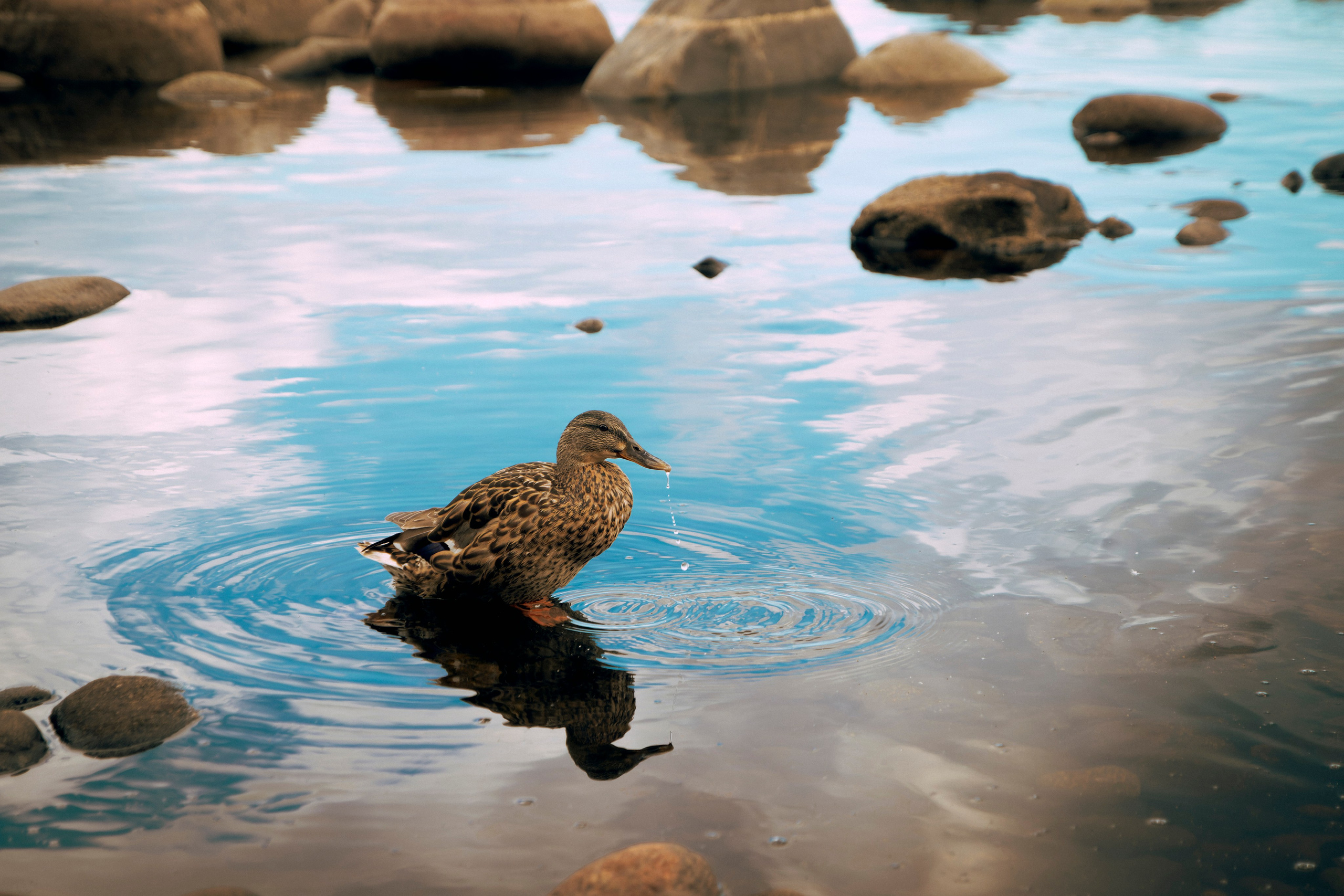 Из наблюдений. Плак или Квак