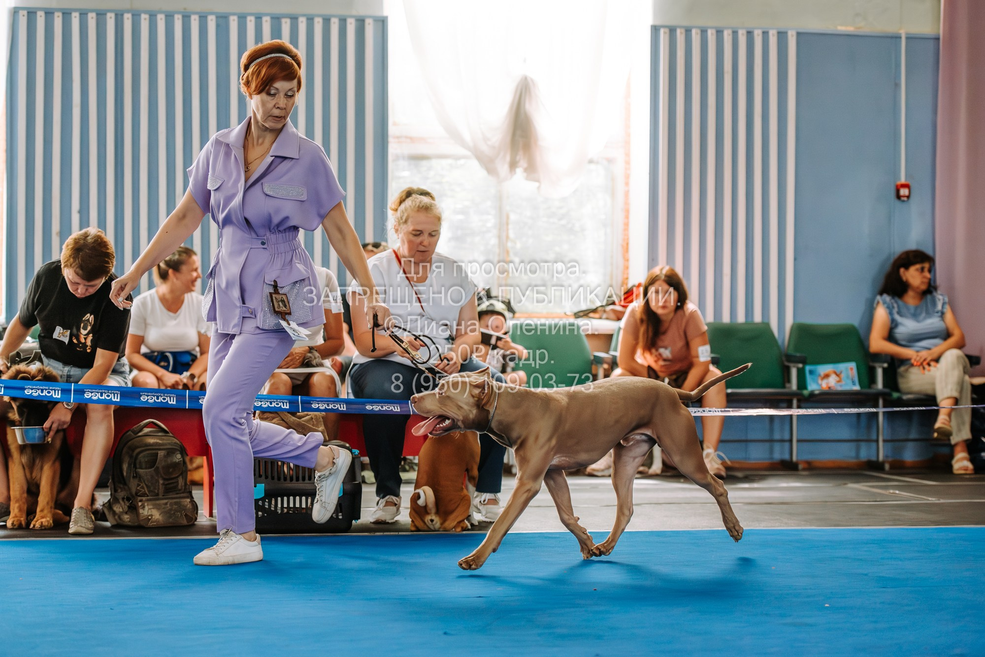 Национальная выставка собак всех пород ранга САС-IKU «Кубок Красноярск. Фотограф Диана Оленина Красноярск / Братск