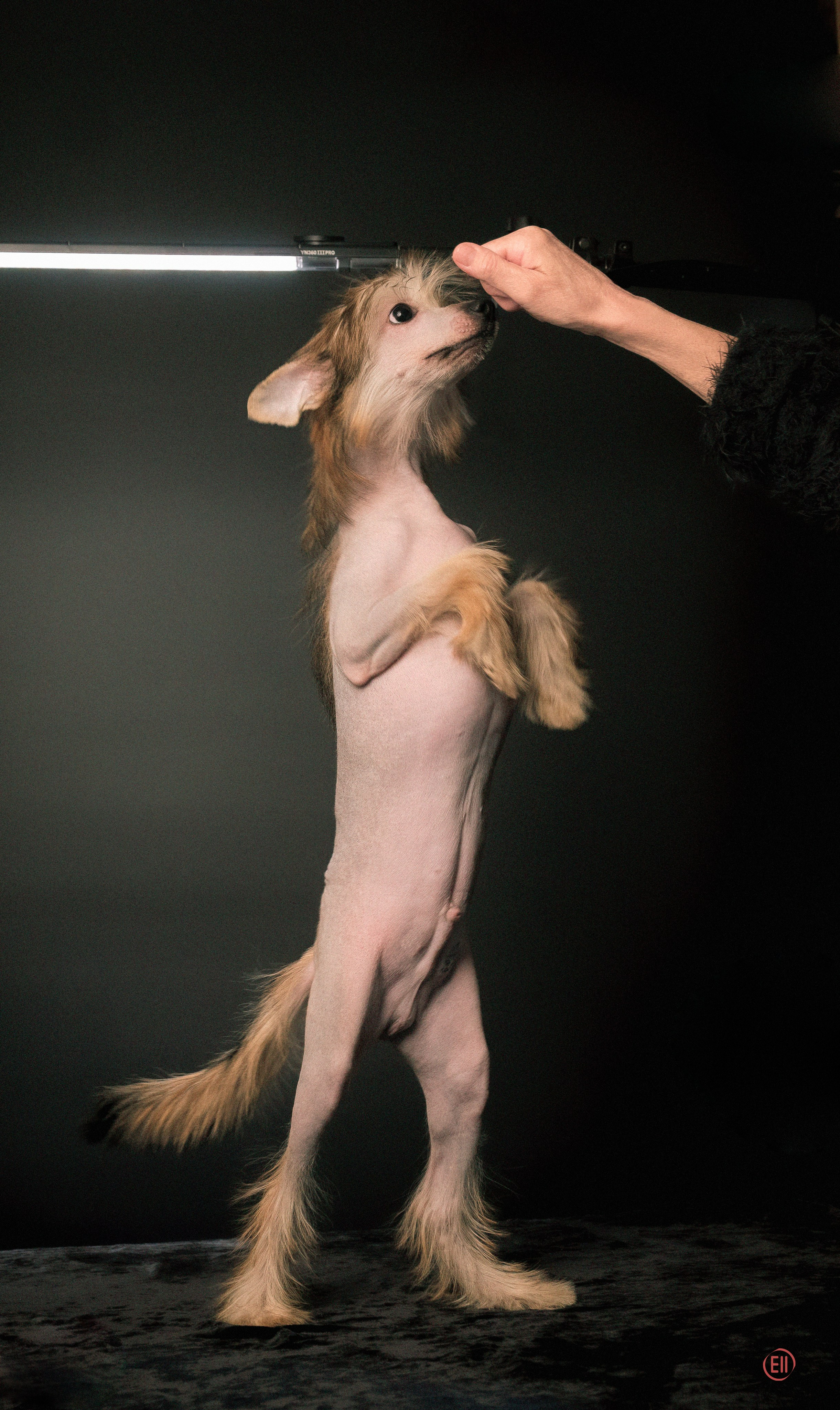 Друг человека. Фотограф в Москве