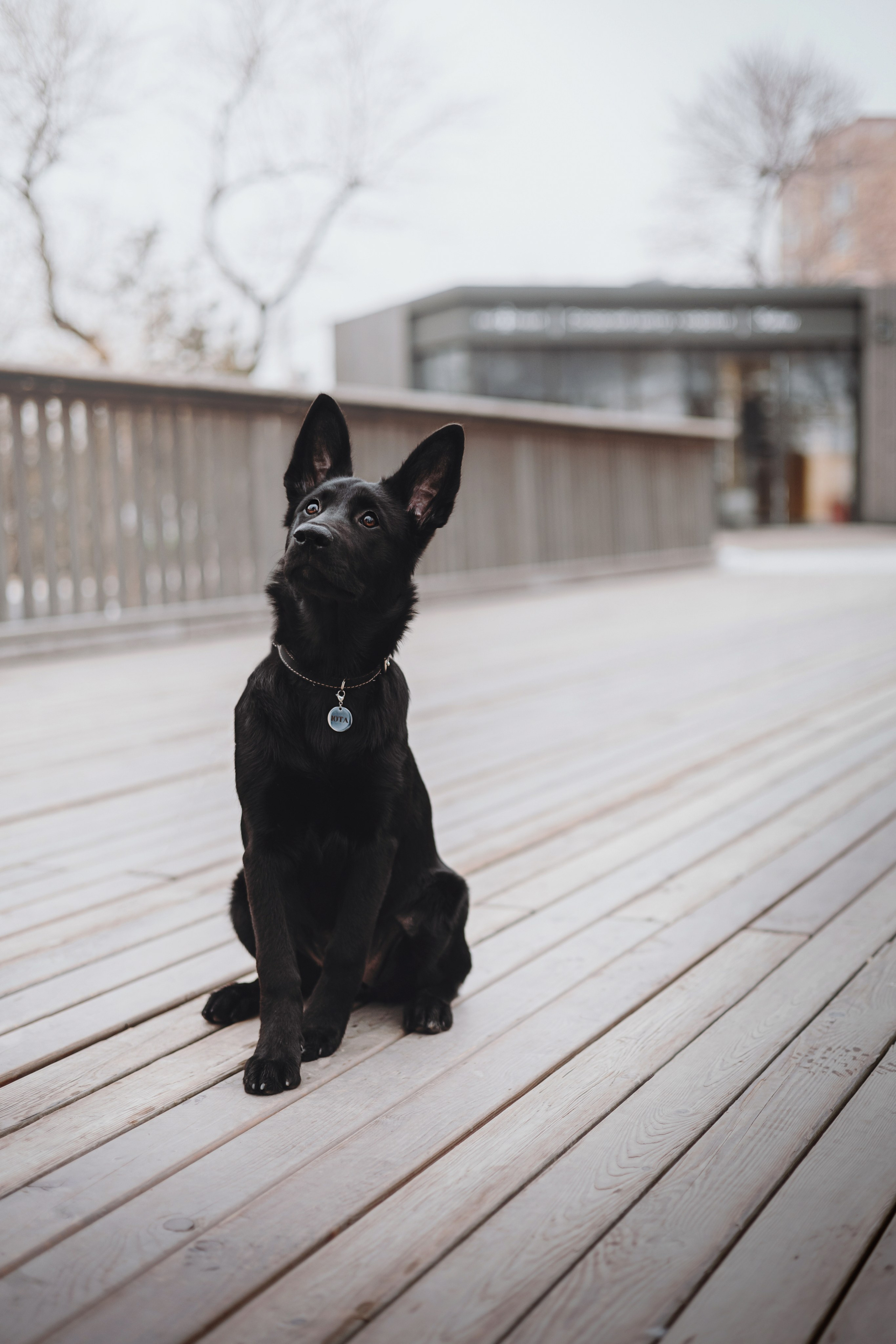 Ксения и Юта. Фотограф — анималист Владивосток, Алина