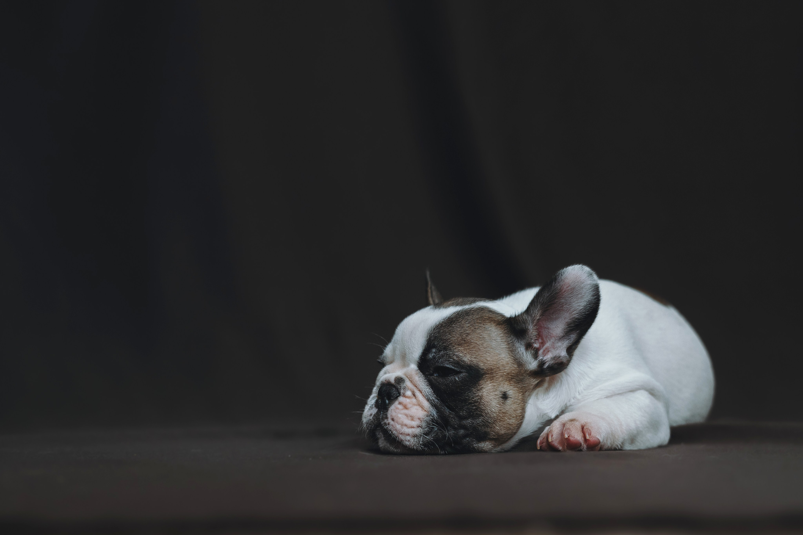 Щеночки. Фотограф — анималист Владивосток, Алина