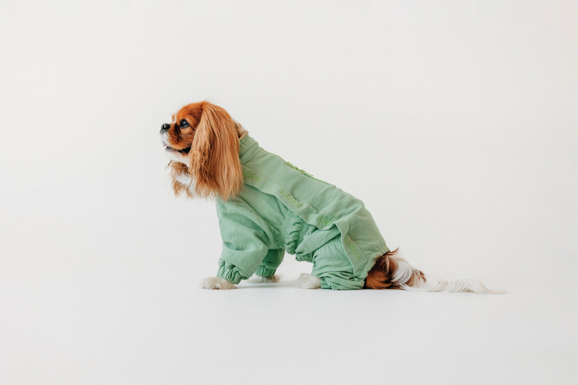 Одежда Lapa`s brand. Фотограф-анималист Елена Радченко, Москва