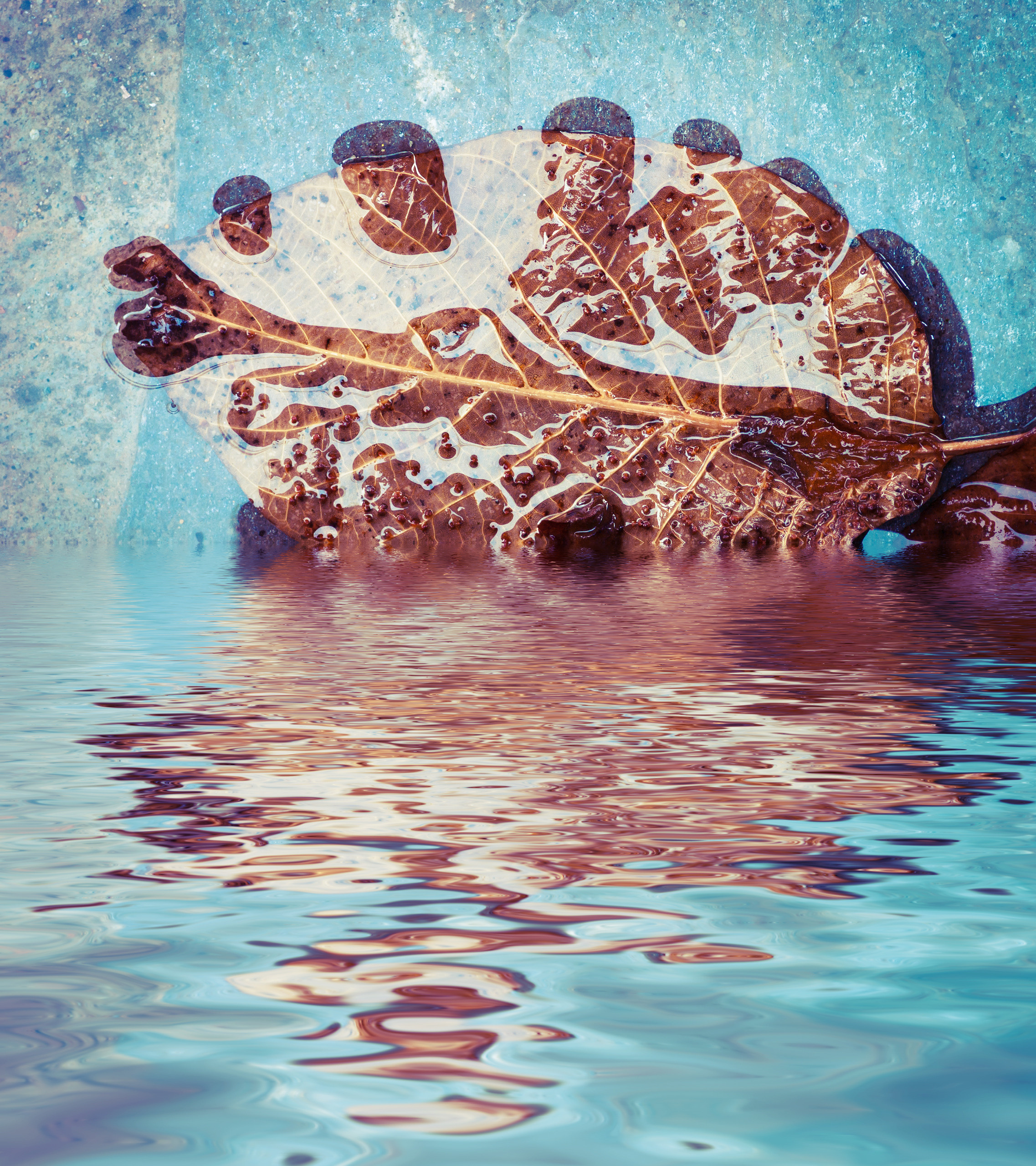 Осенний лист с отражением в воде