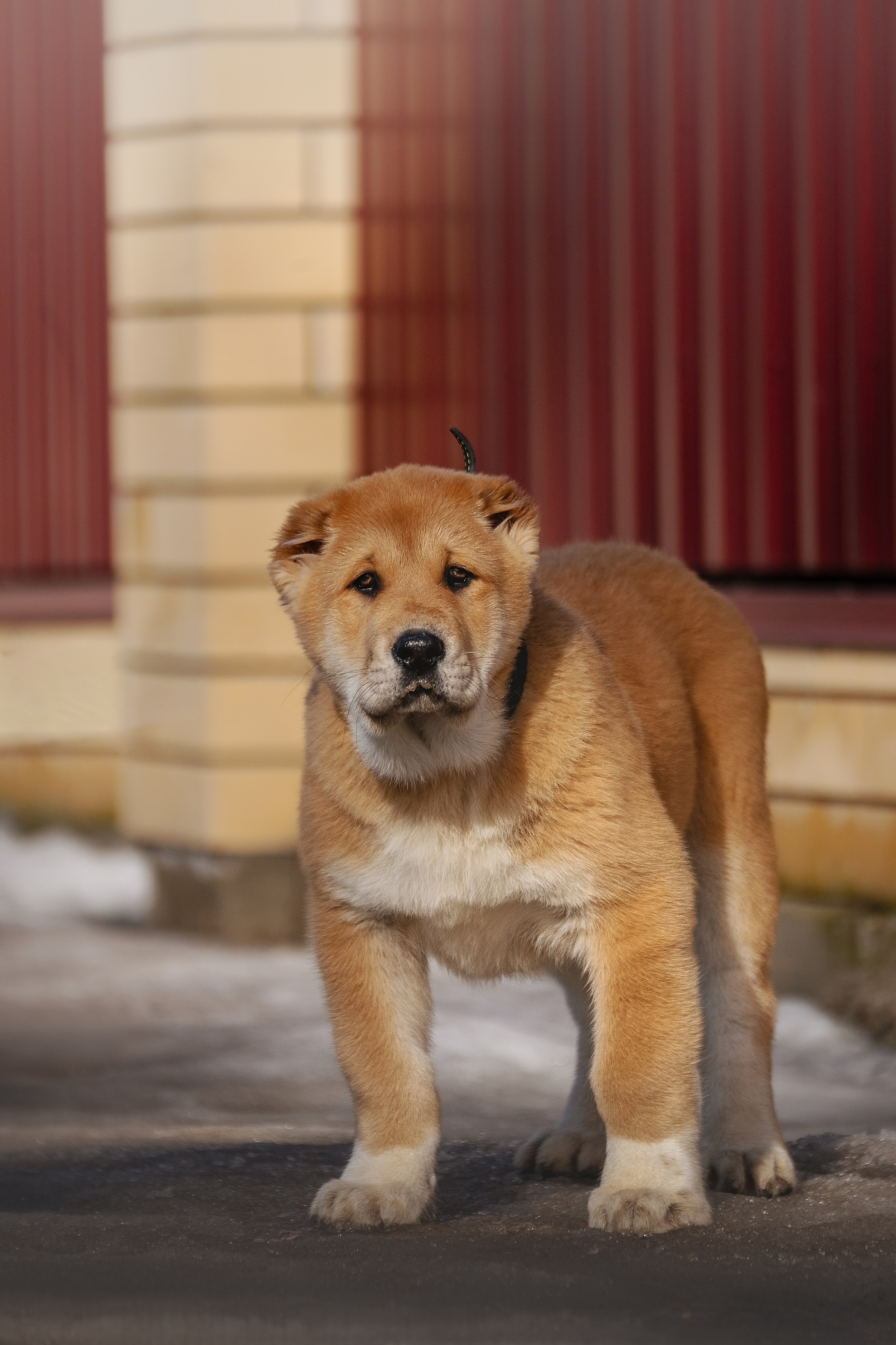 Щенки/котята. Фотограф-анималист Нижний Новгород