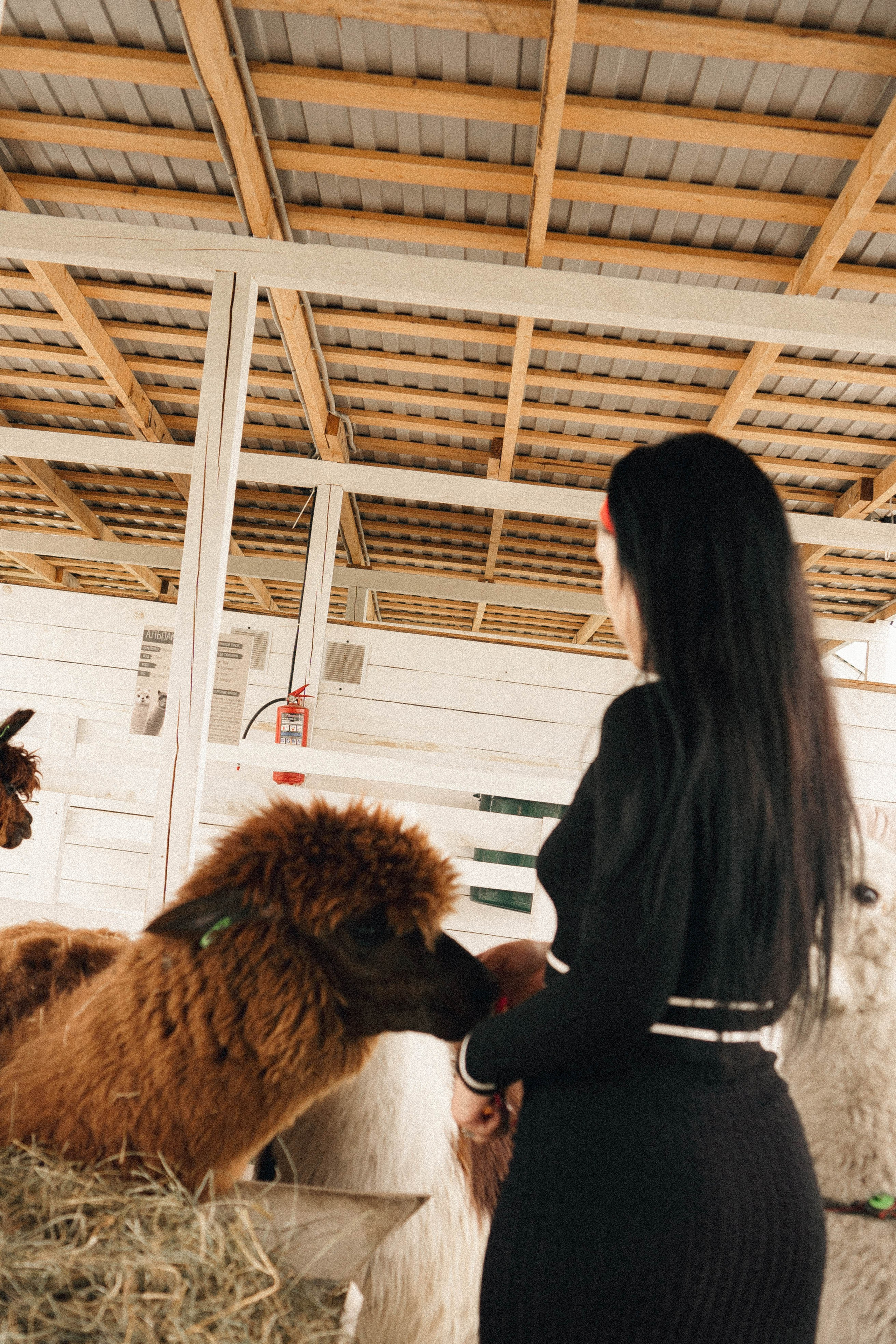 Ферма Альпак. Профессиональный фотограф, Санкт-Петербург — Виктория Богомолова