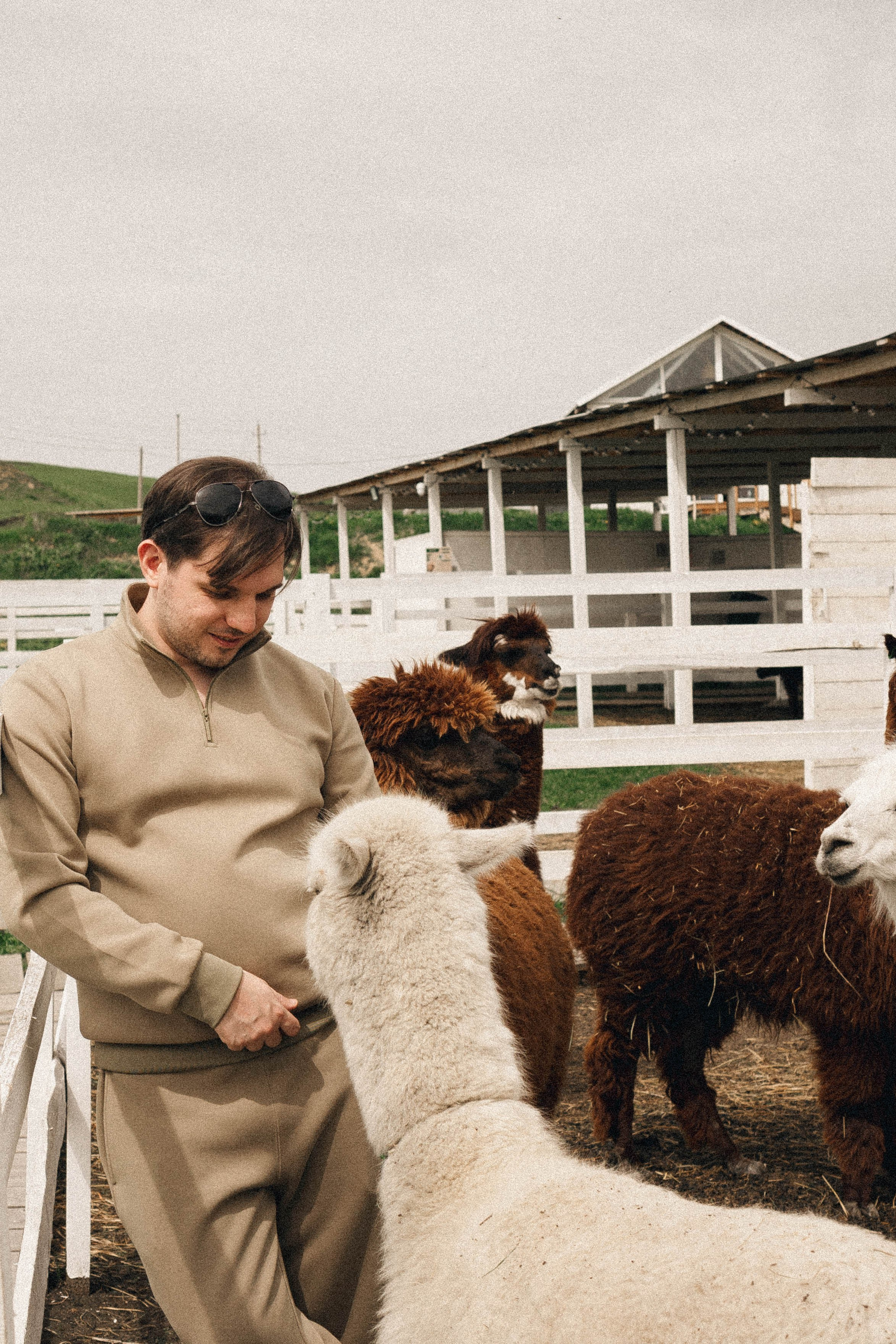 Ферма Альпак. Профессиональный фотограф, Санкт-Петербург — Виктория Богомолова