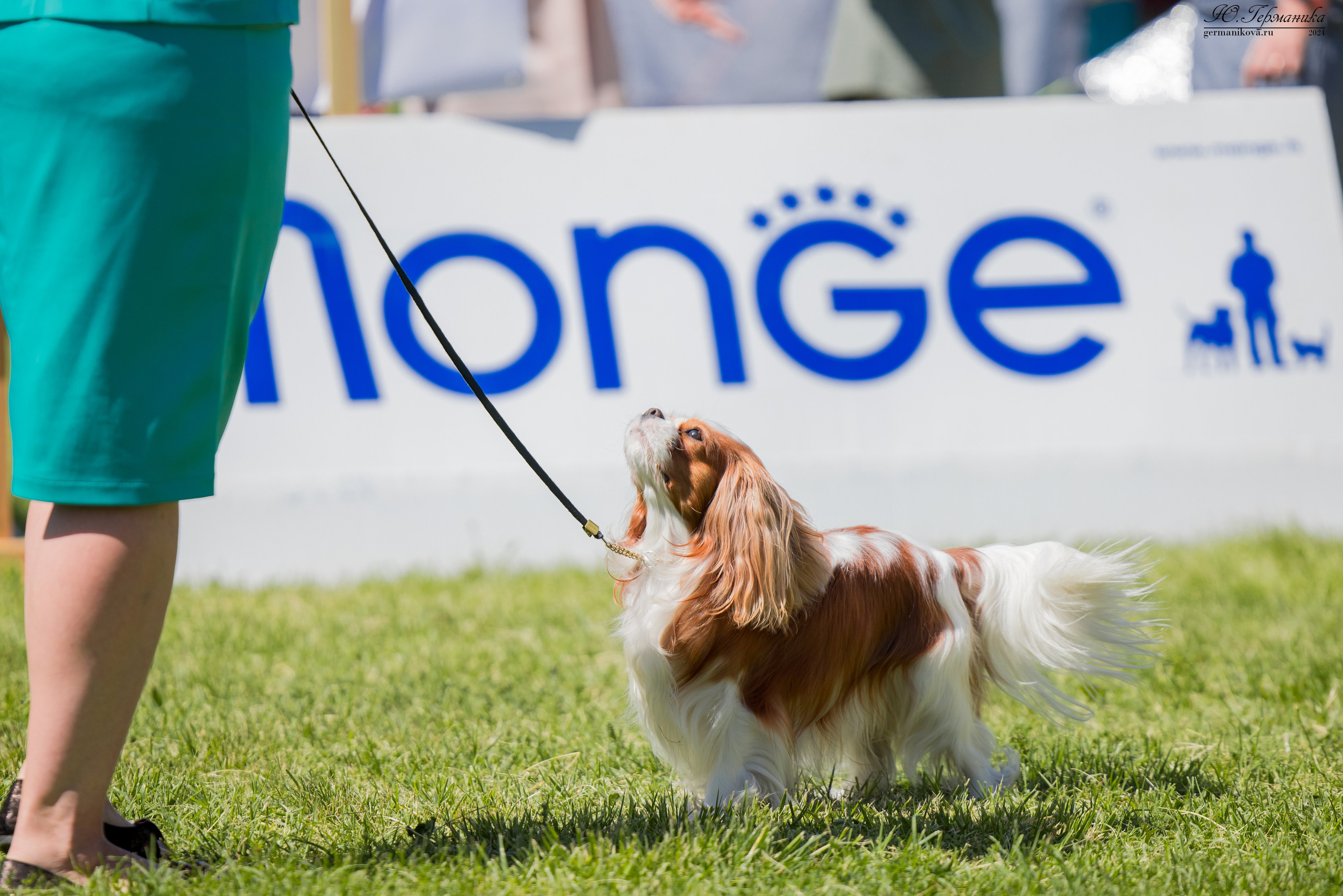 Ереван 3-5.06.2024. Фотограф-анималист Юлия Германика