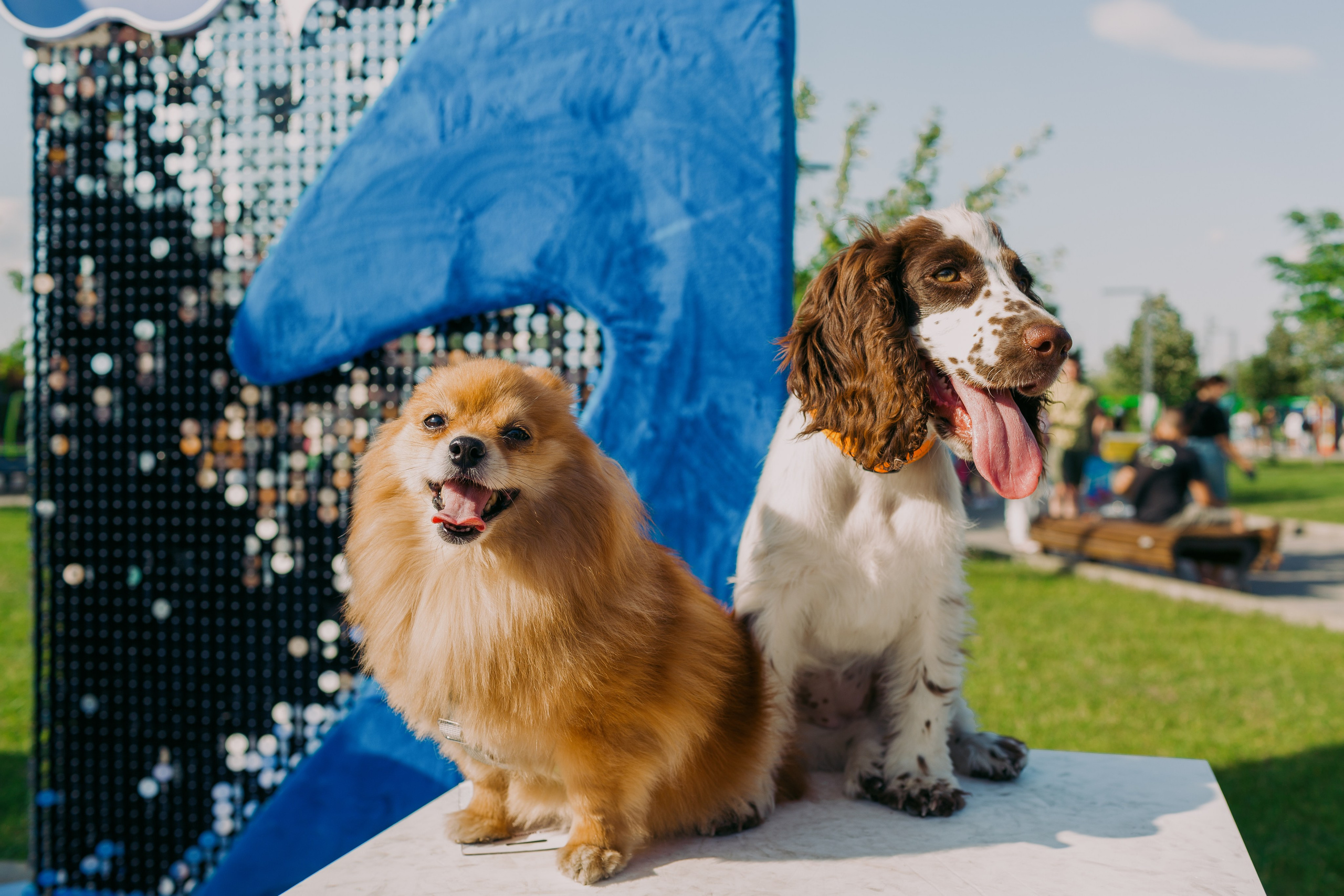 Dog Fest 2024. Главная