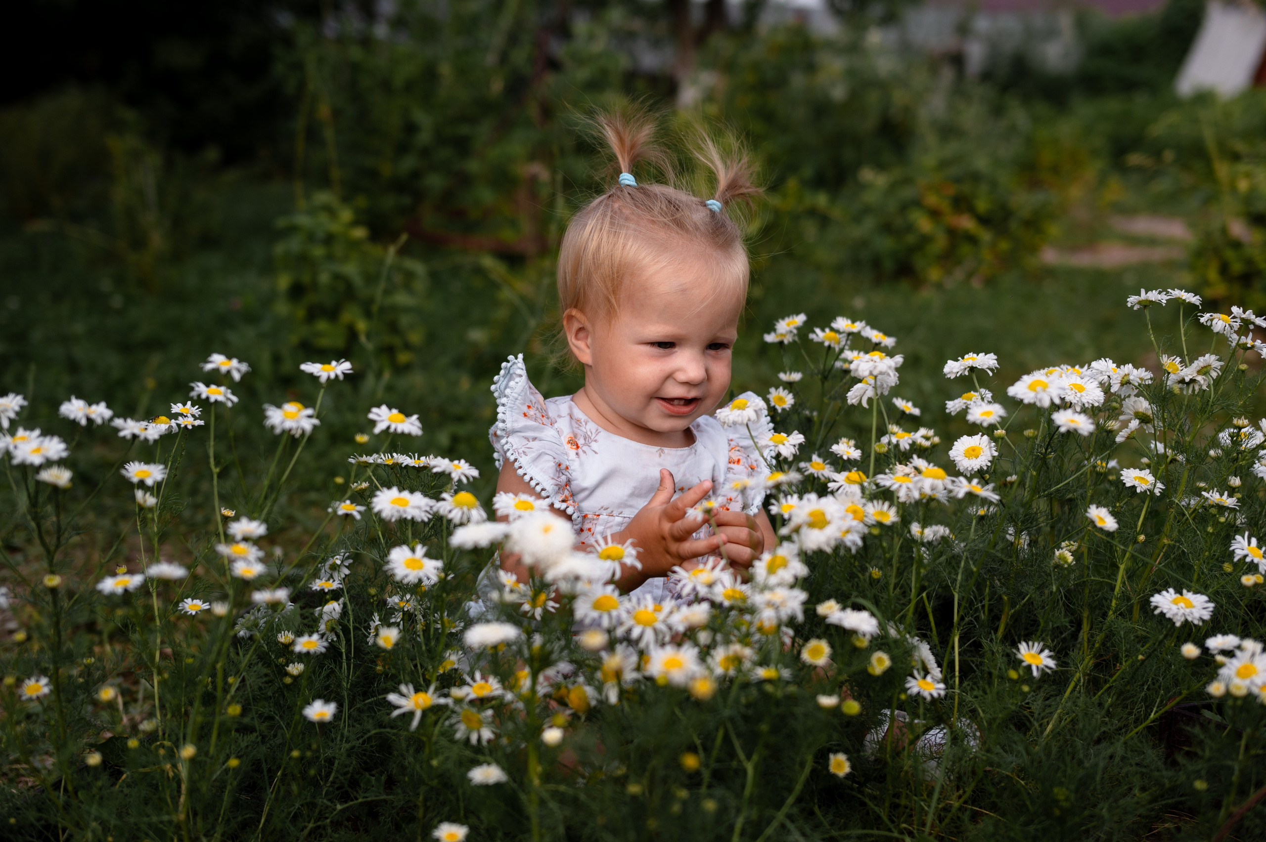 Ромашки и утята. Главная