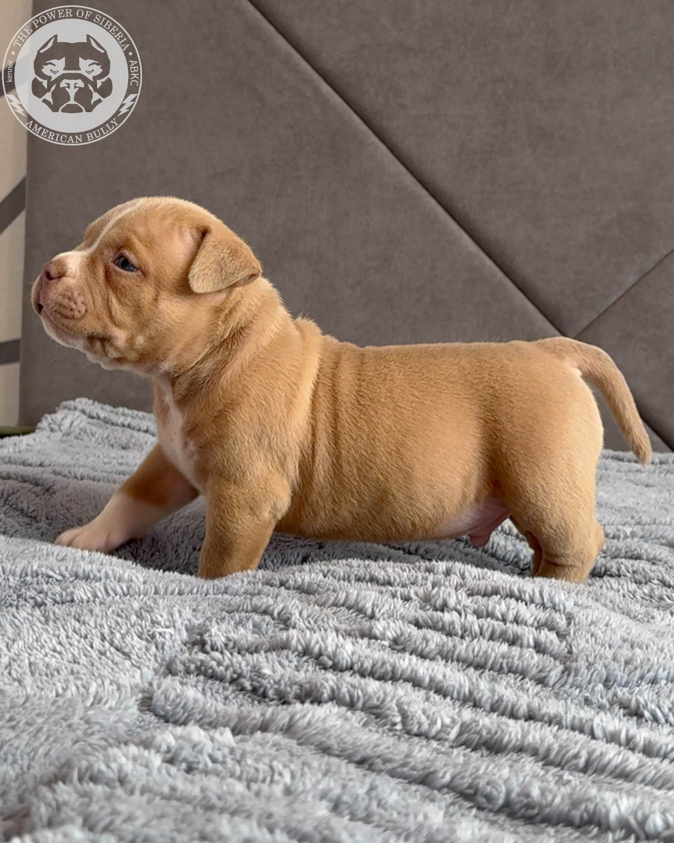 Свободные щенки Американский Булли, в типах покет, классик, стандарт. Американский Булли в г. Ростов-на-Дону. Питомник THE POWER OF SIBERIA