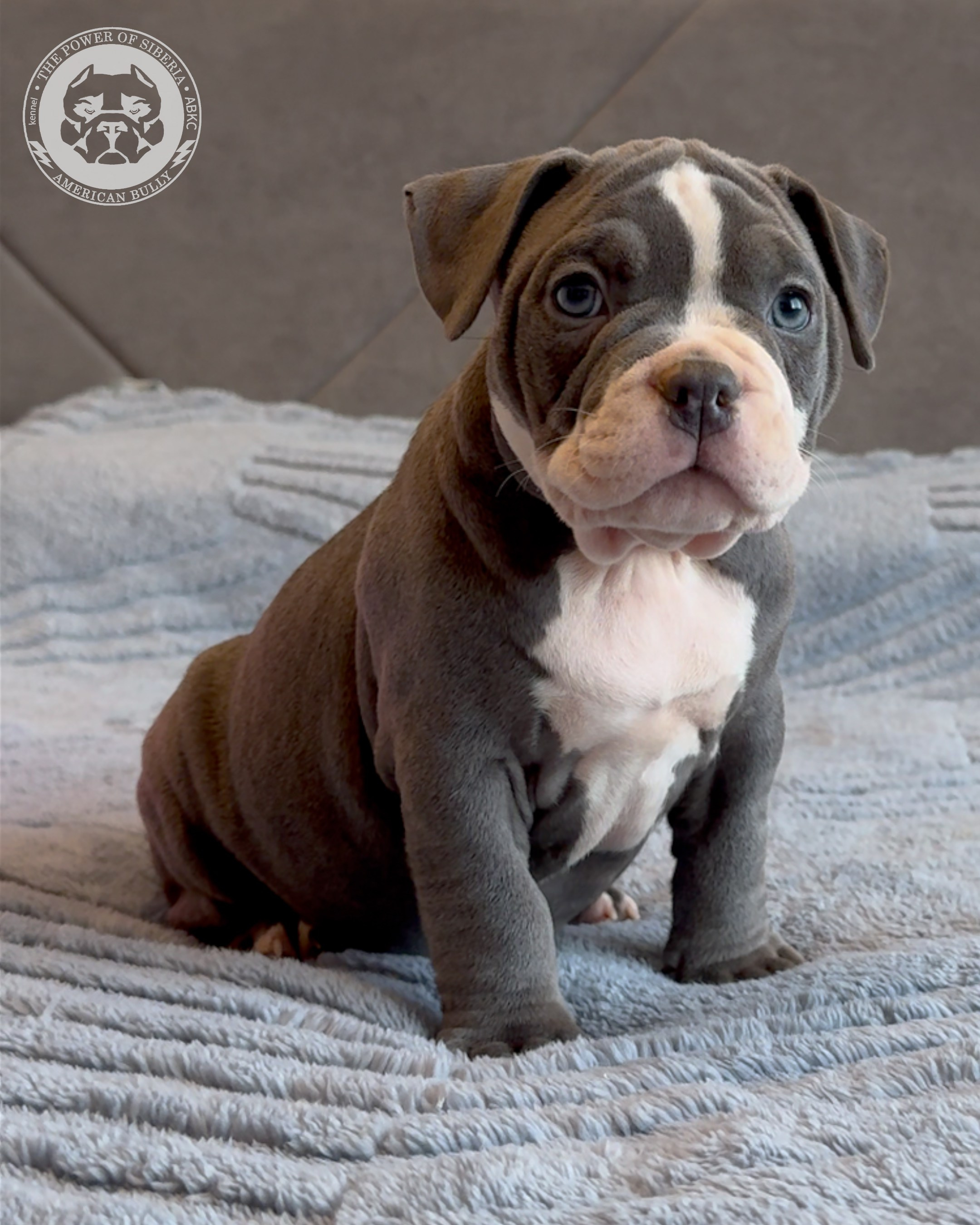 Свободные щенки Американский Булли, в типах покет, классик, стандарт. Американский Булли в г. Ростов-на-Дону. Питомник THE POWER OF SIBERIA