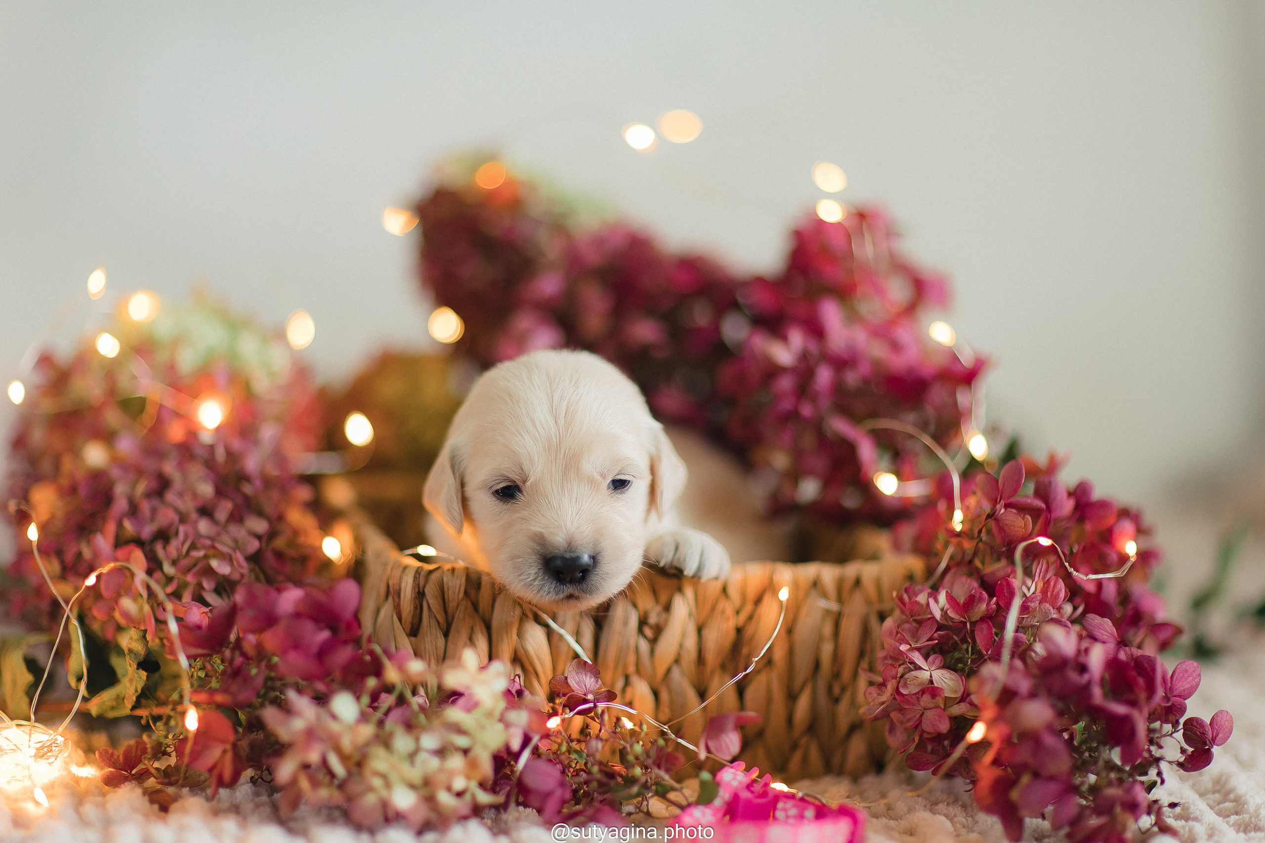 Розовый ошейник. Свадебный и женский фотограф