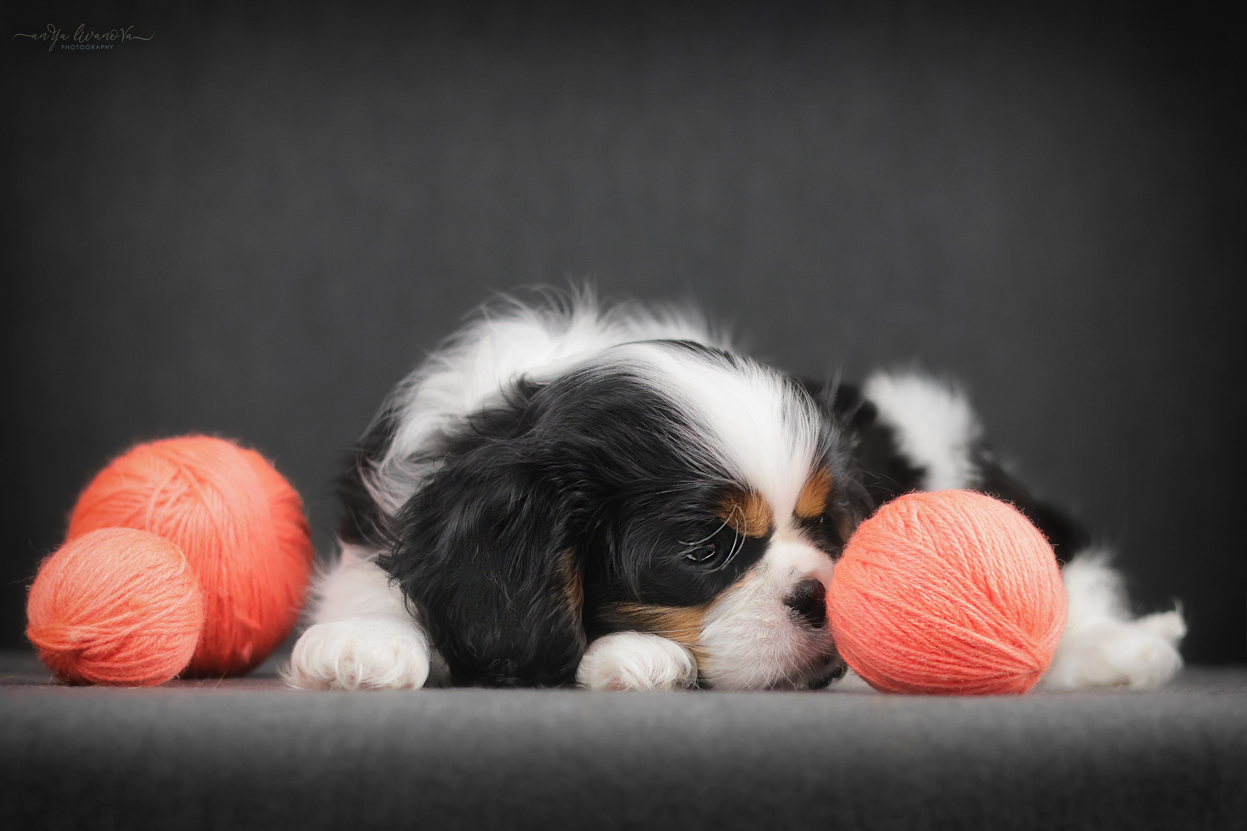 Кавалерчики. Фотограф анималист Аня Ливанова | Рыбинск