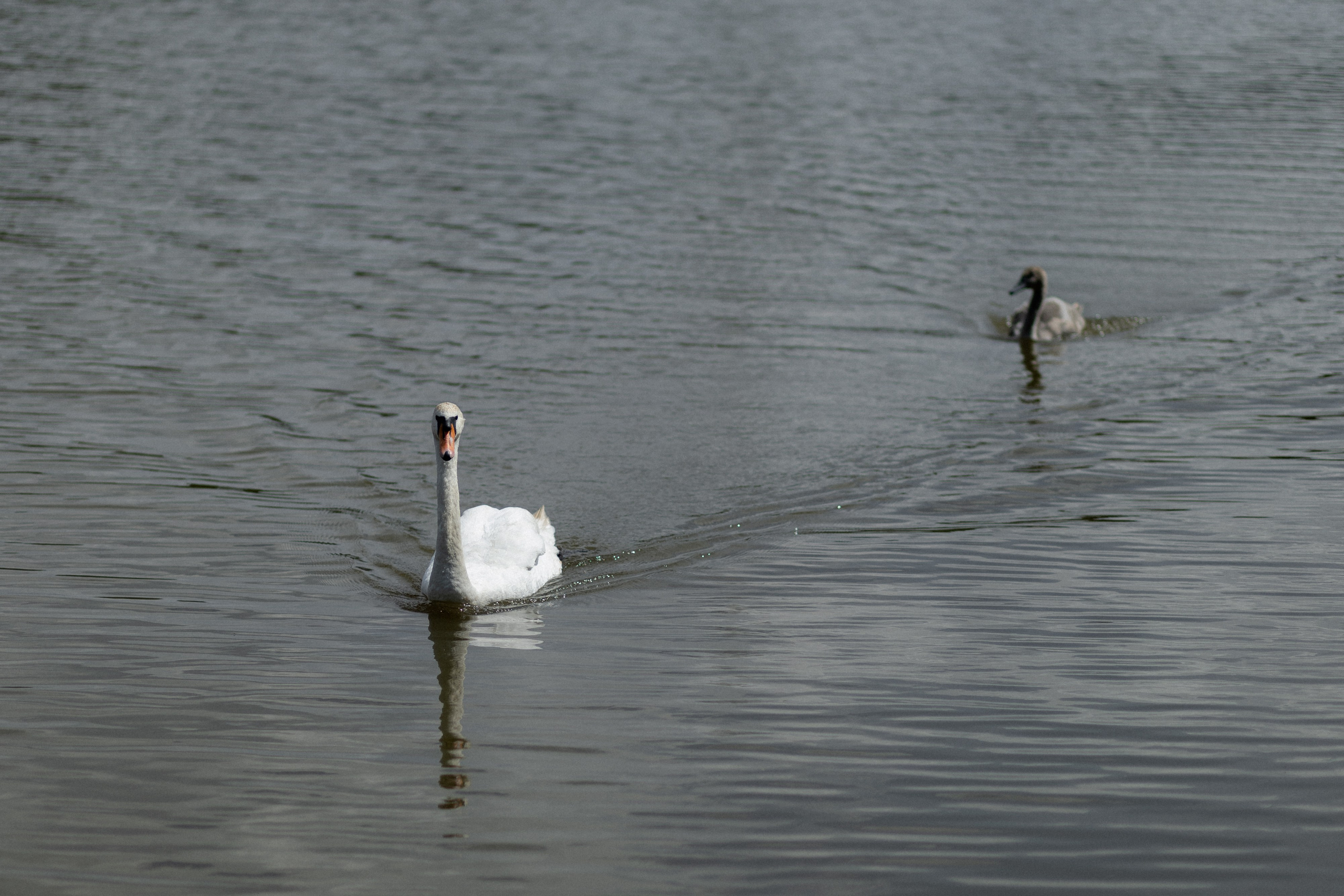 Свадебная фотосессия в агроусадьбе Лабодянка в Минске. Свадебный фотограф в Минске/Беларуси Сергей Спиридонов