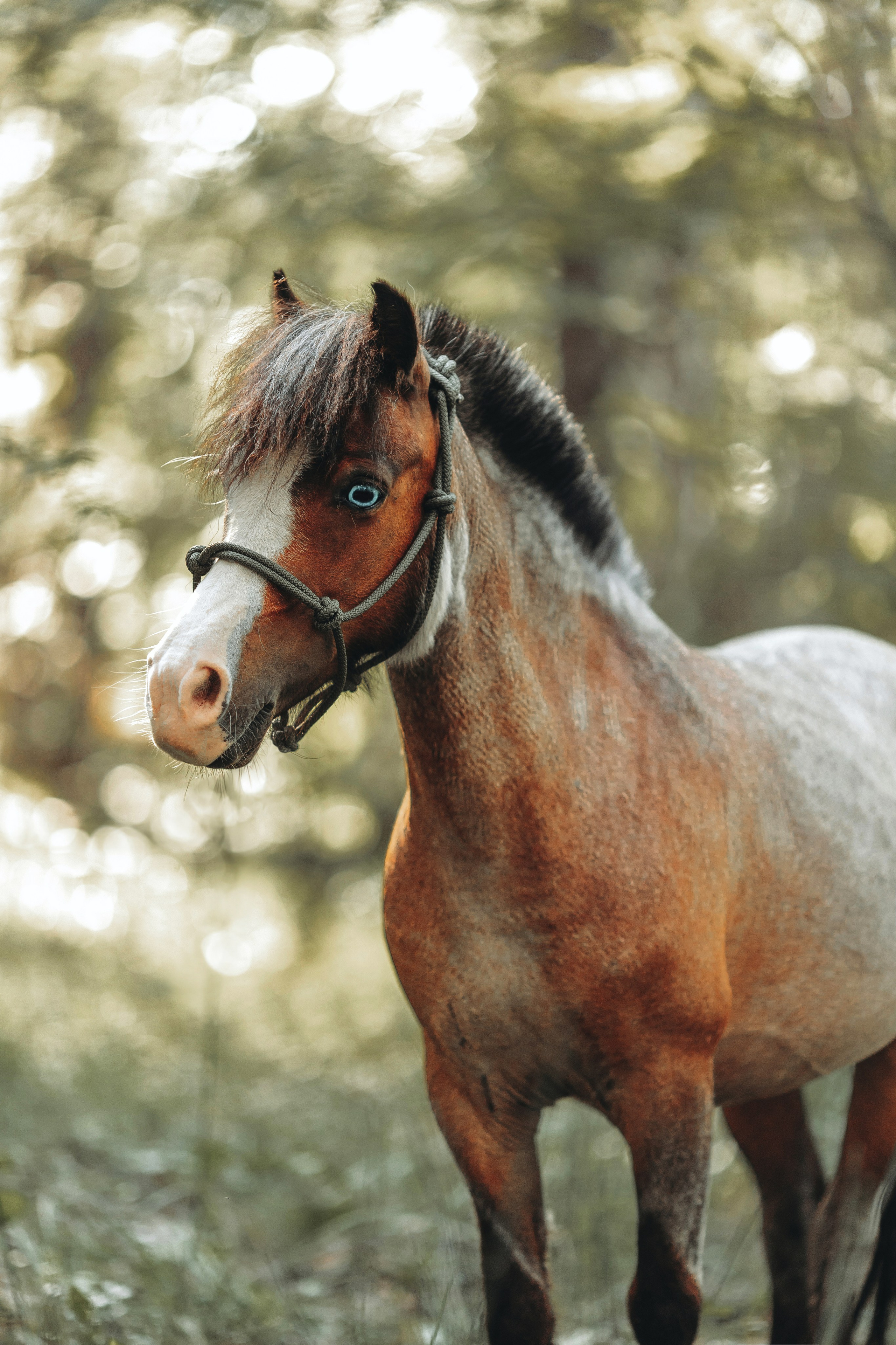 Съемка для лошадей. Анна Молчанова конный фотограф в Тюмени | фотосессии с лошадьми Тюмень