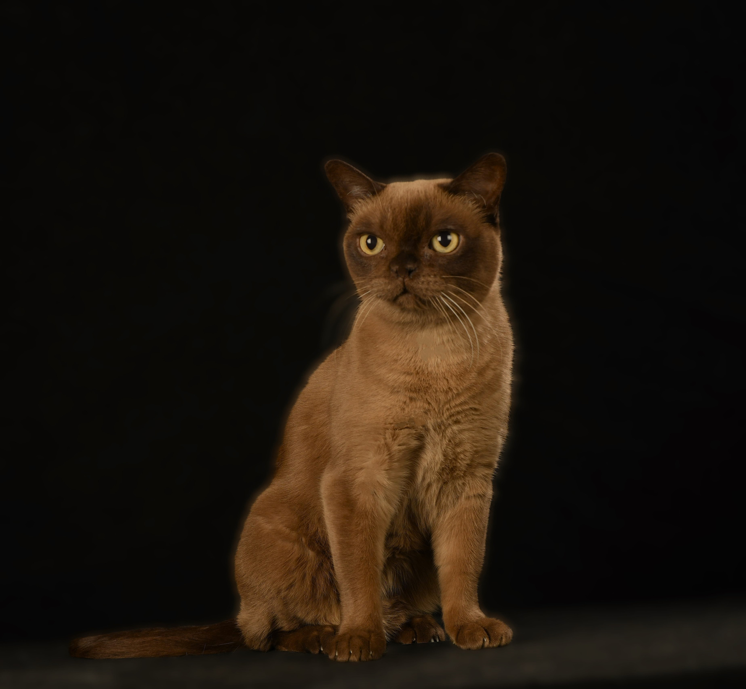 Котёнок американской бурмы. Las Burmas — питомник американской бурмы традиционных линий