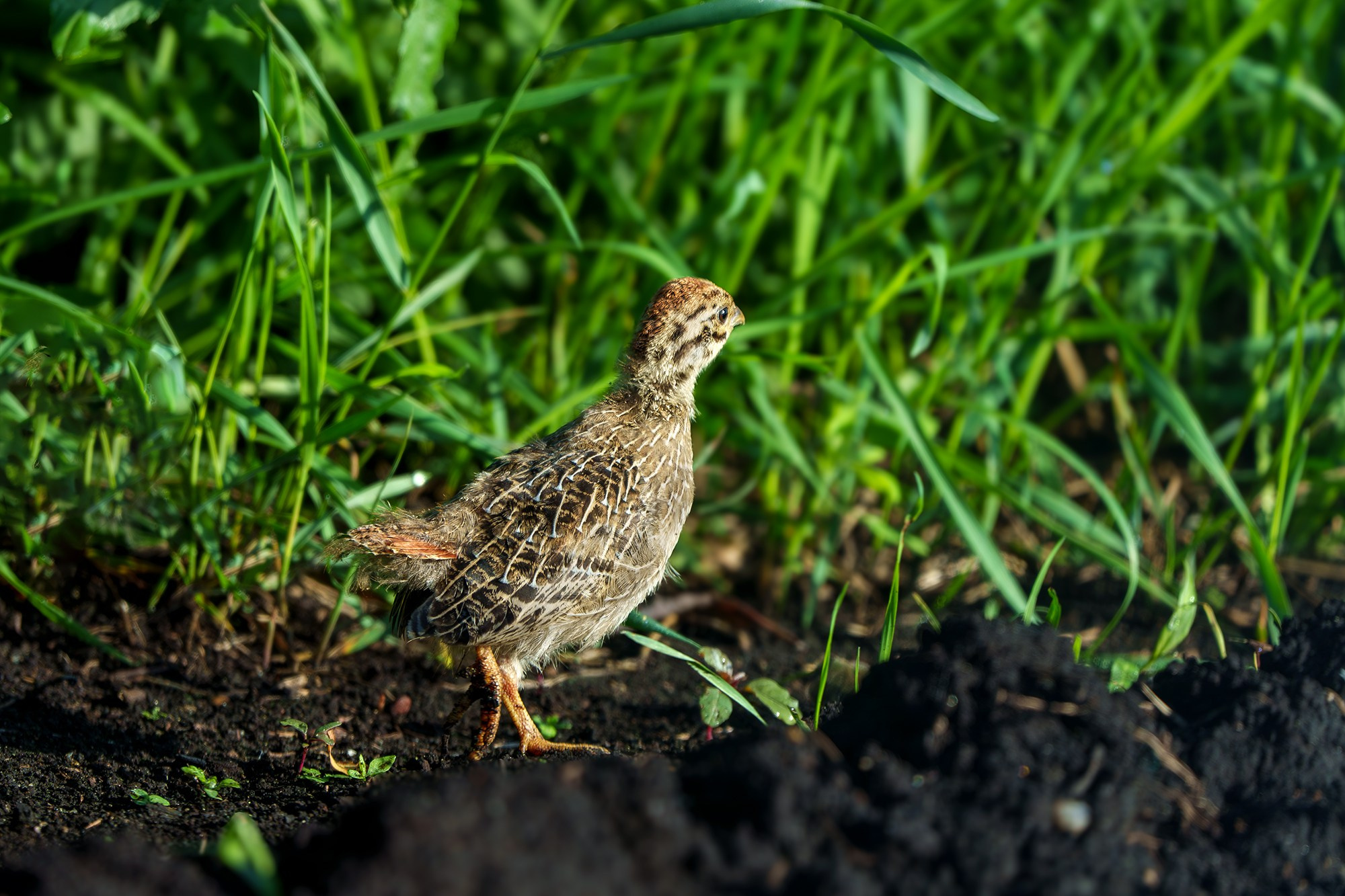 Удивительные мир птиц. Вокруг нас столько прекрасного — присмотритесь!. Ваш личный фотограф Марина Волкова