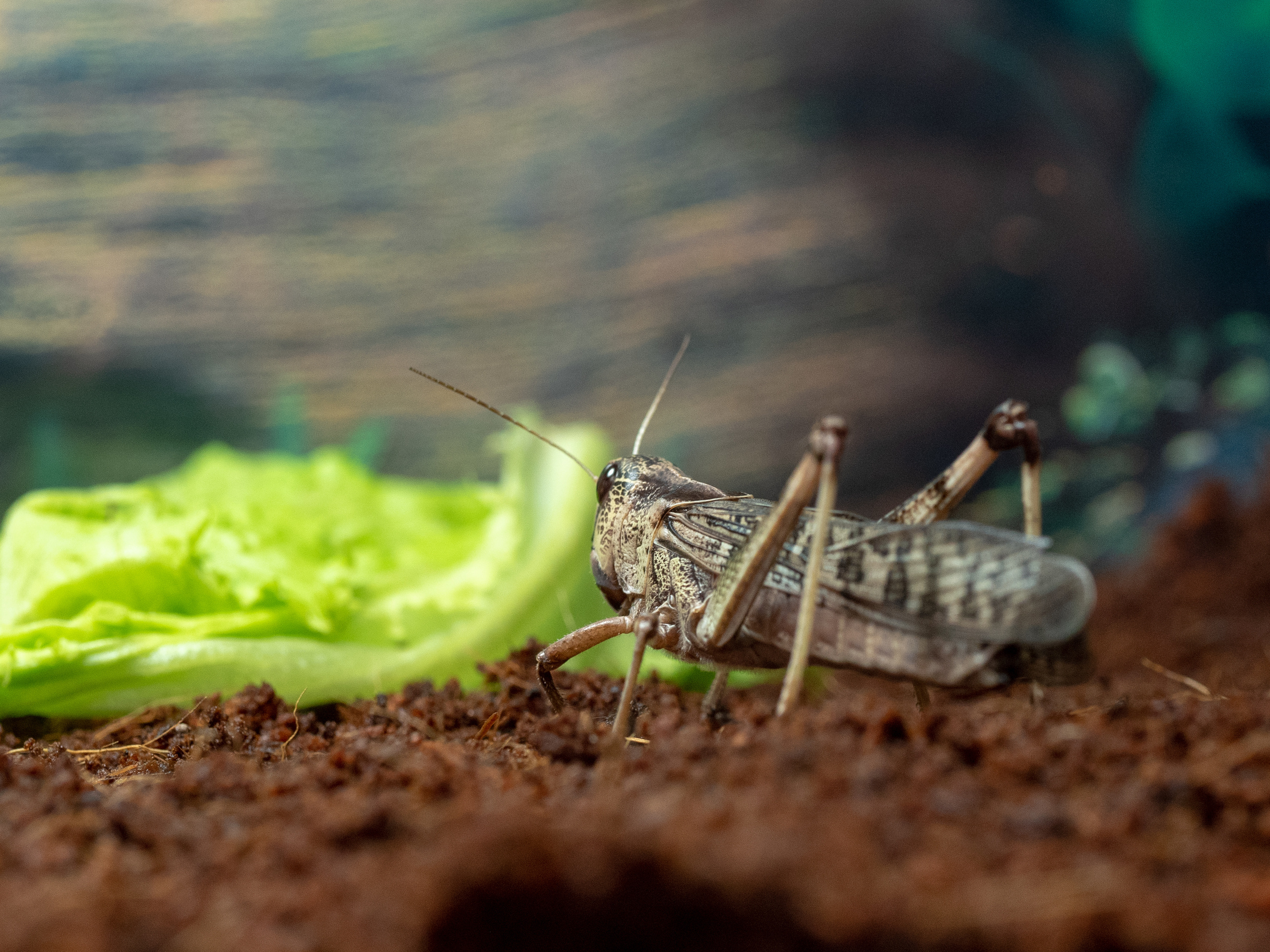 Macro. Photographer Sonkina Tatiana (Tanya Ash)