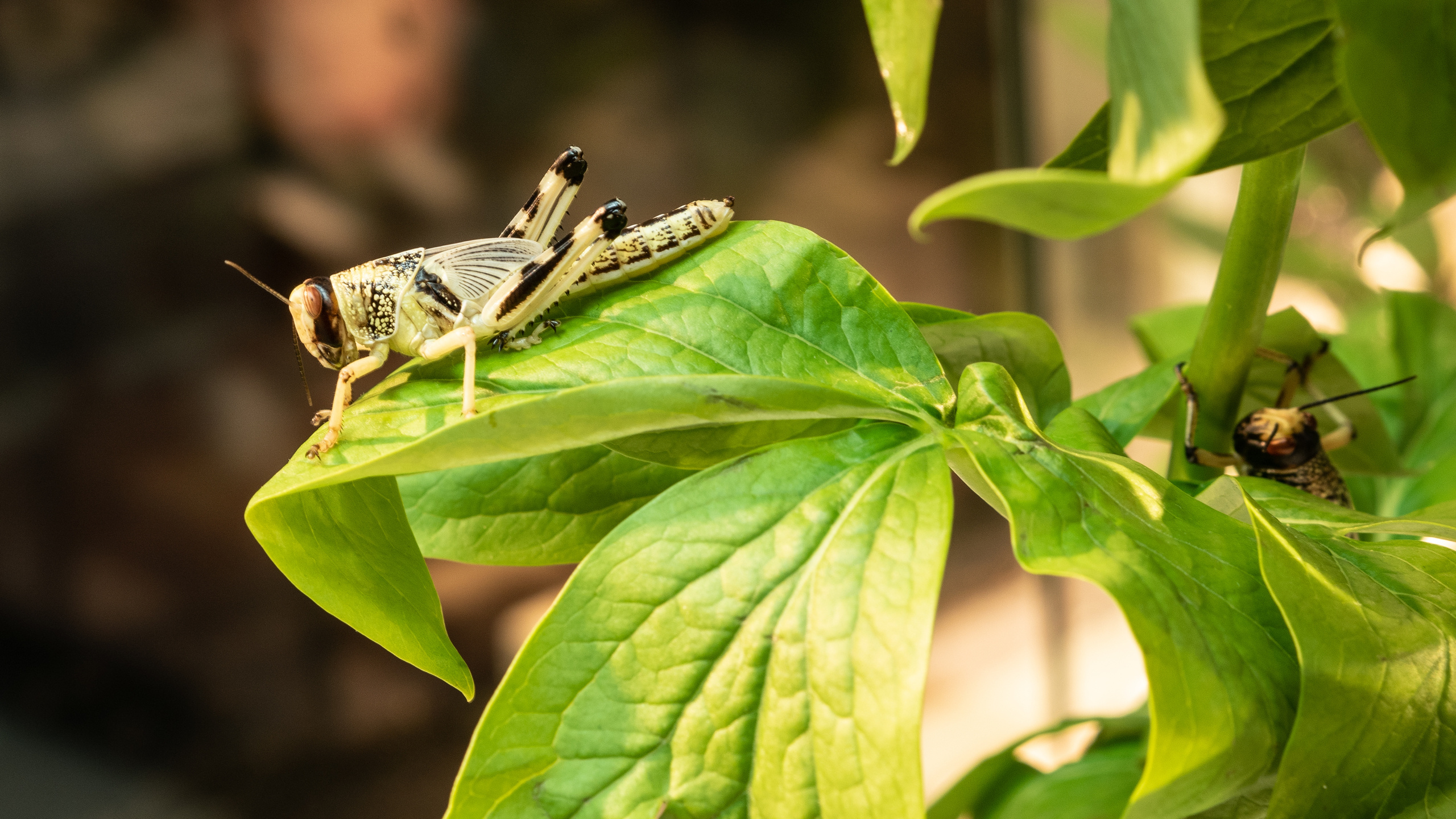 Macro. Photographer Sonkina Tatiana (Tanya Ash)