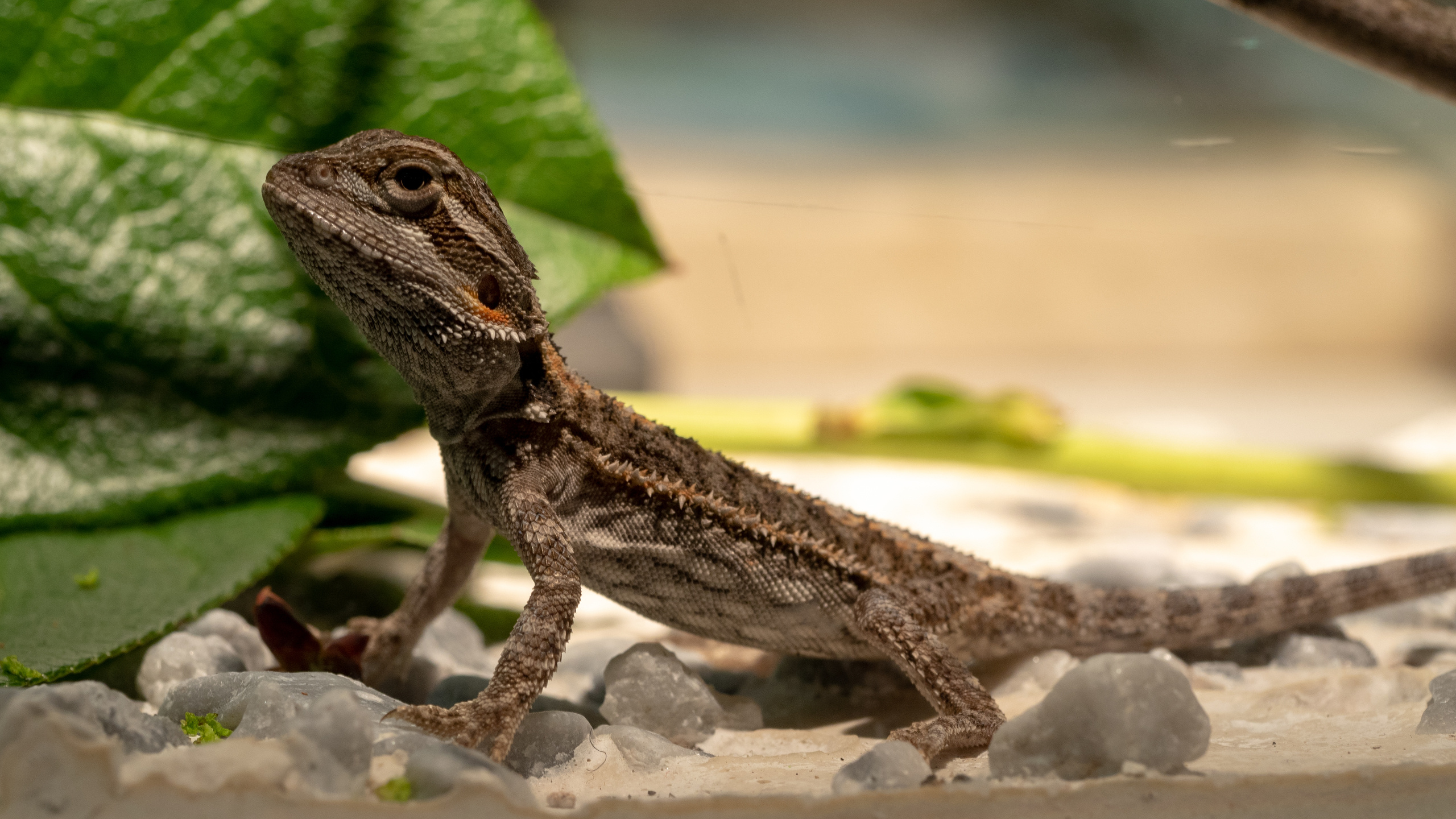 Macro. Photographer Sonkina Tatiana (Tanya Ash)