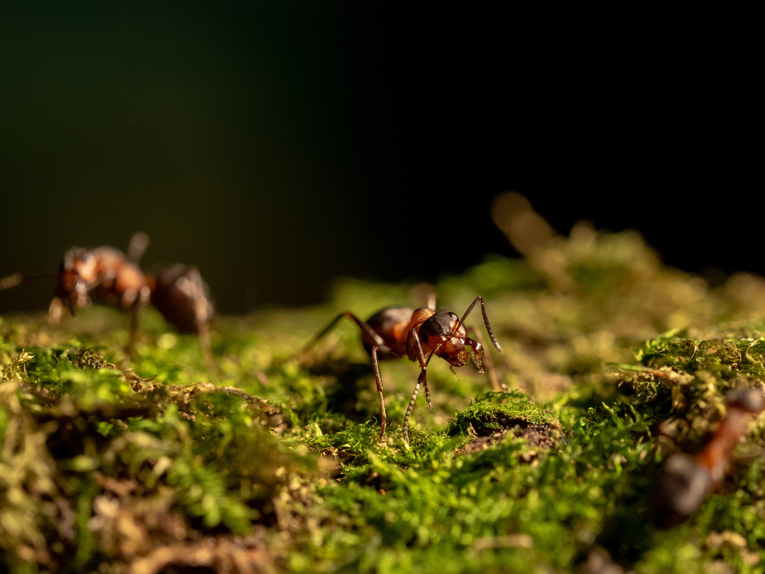 Macro. Photographer Sonkina Tatiana (Tanya Ash)