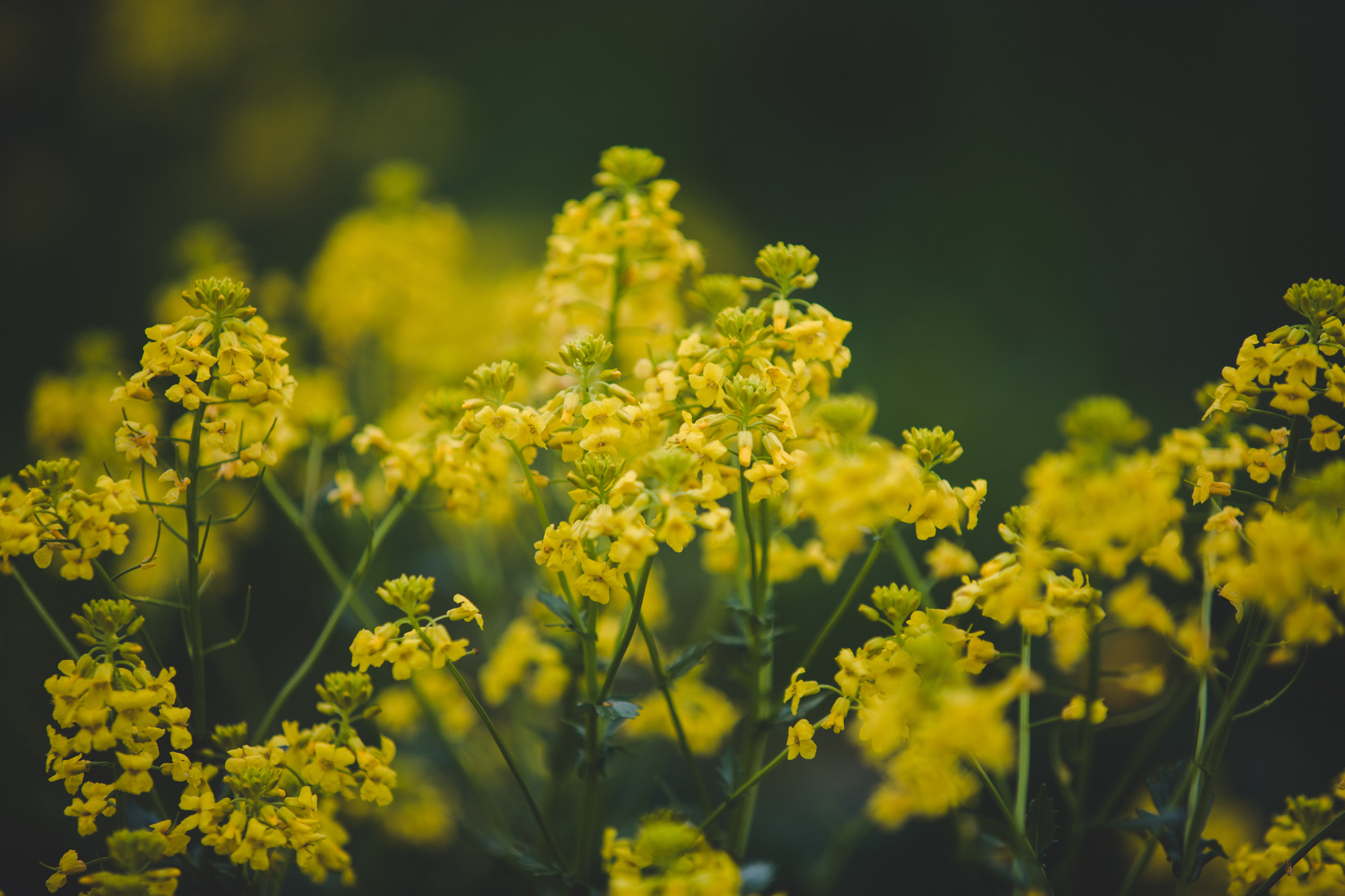 Коллекция пейзажных фотографий. Photographer Sonkina Tatiana (Tanya Ash)