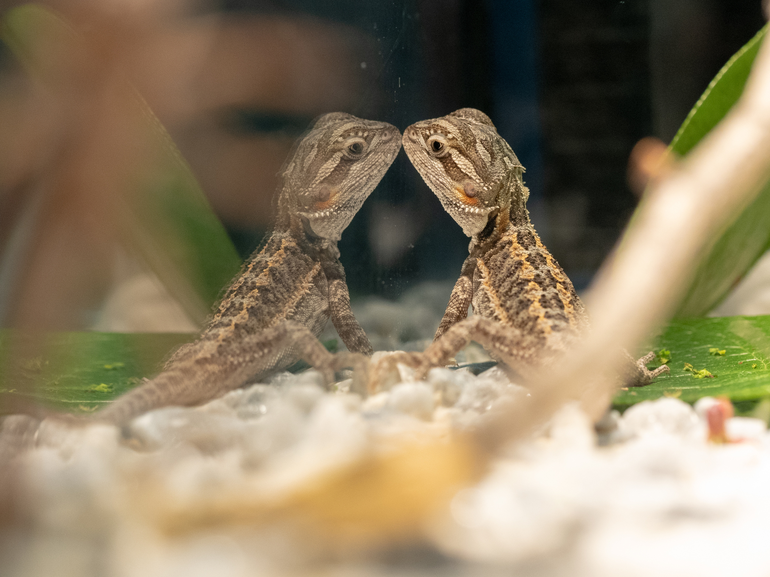 Macro. Photographer Sonkina Tatiana (Tanya Ash)