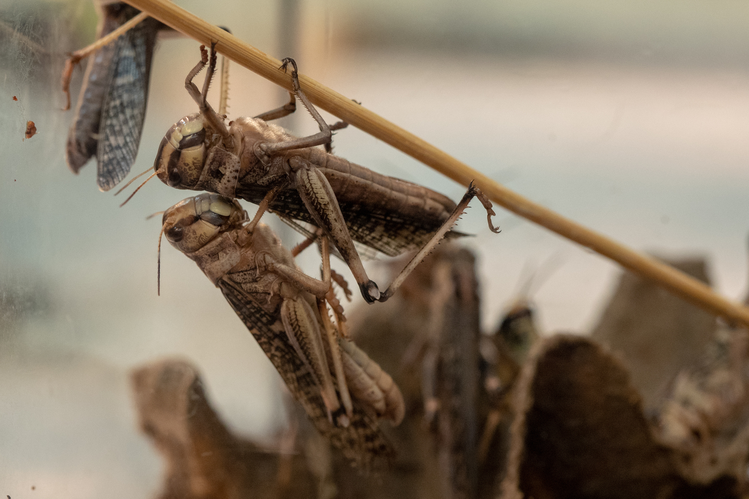 Macro. Photographer Sonkina Tatiana (Tanya Ash)