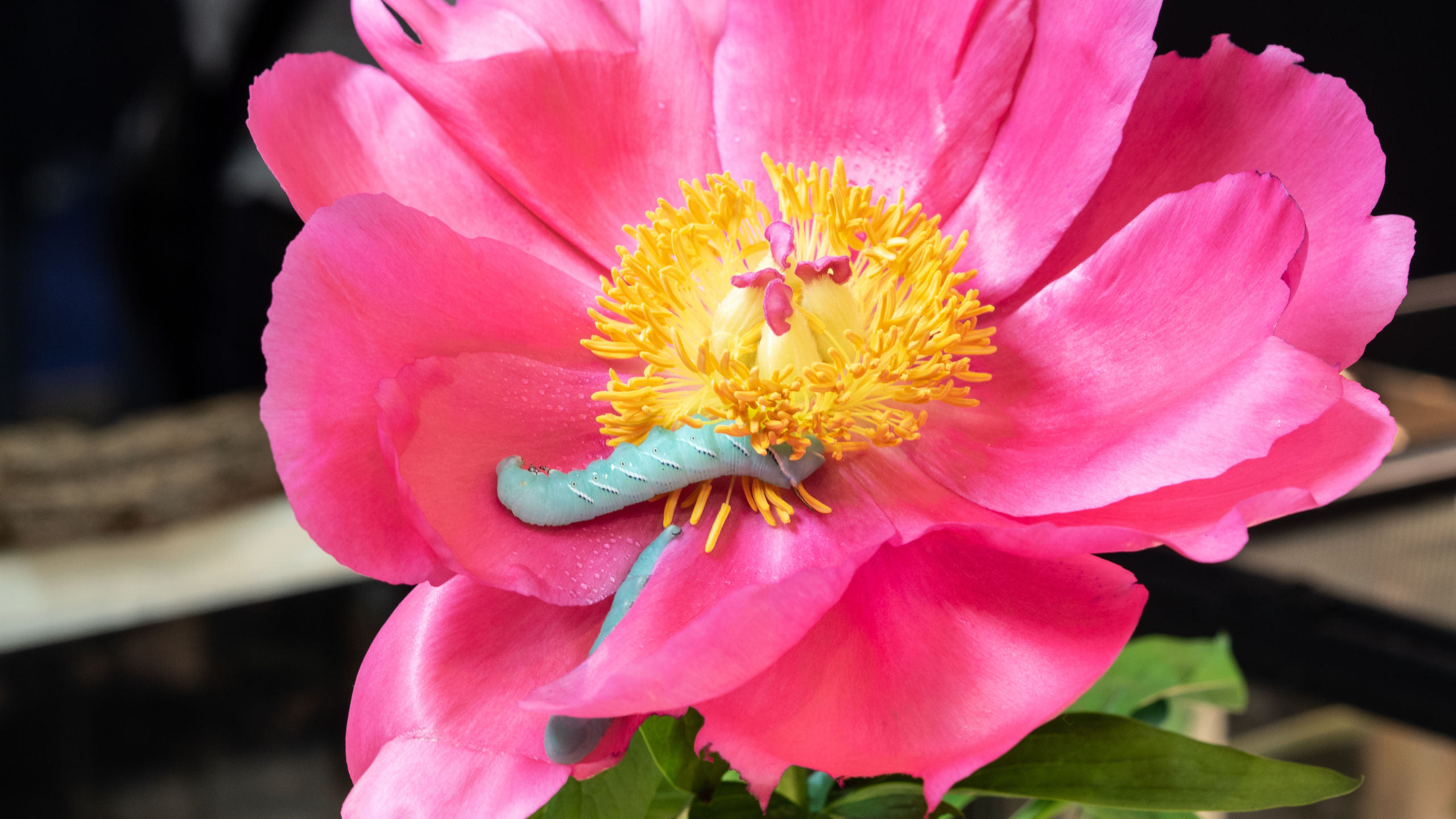 Macro. Photographer Sonkina Tatiana (Tanya Ash)