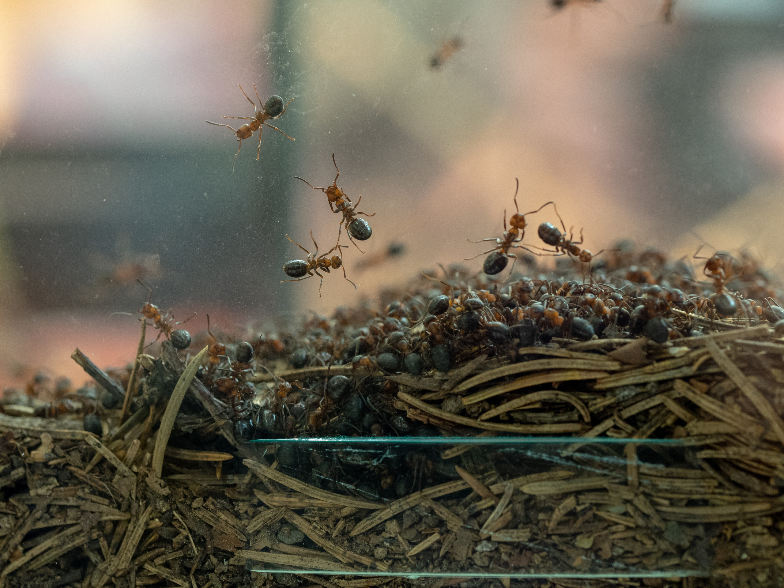 Macro. Photographer Sonkina Tatiana (Tanya Ash)