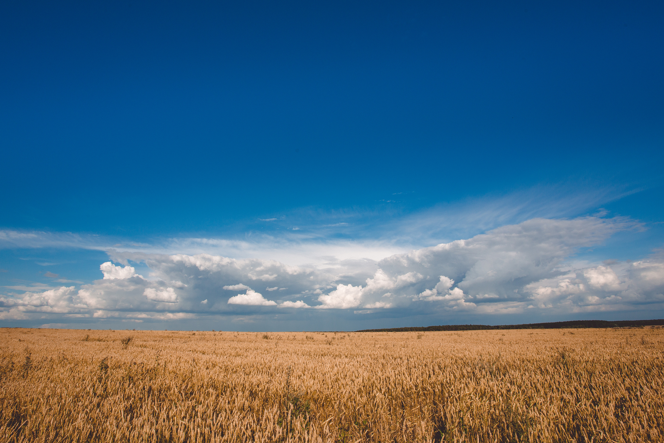 Пшеничное поле