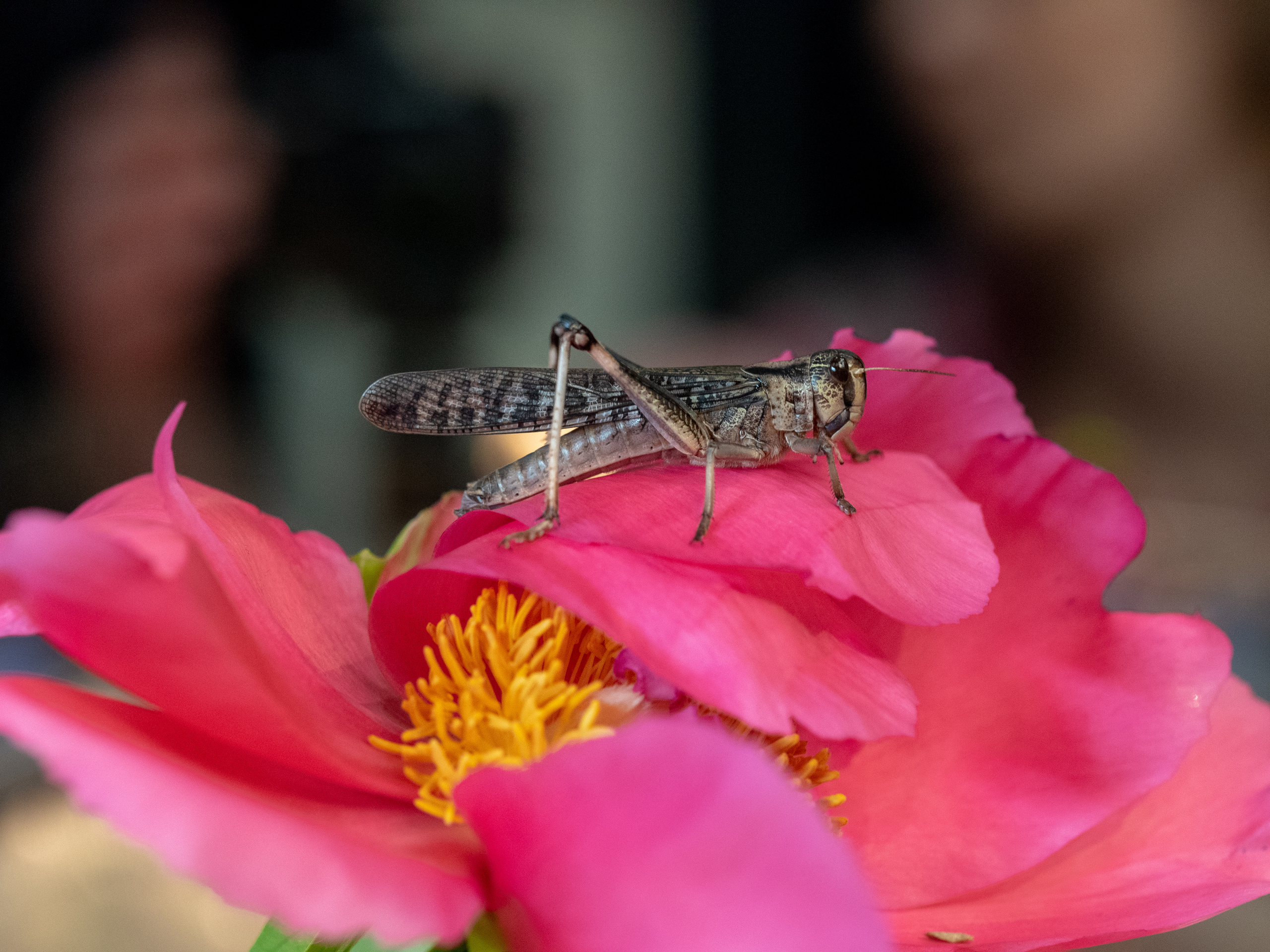 Macro. Photographer Sonkina Tatiana (Tanya Ash)